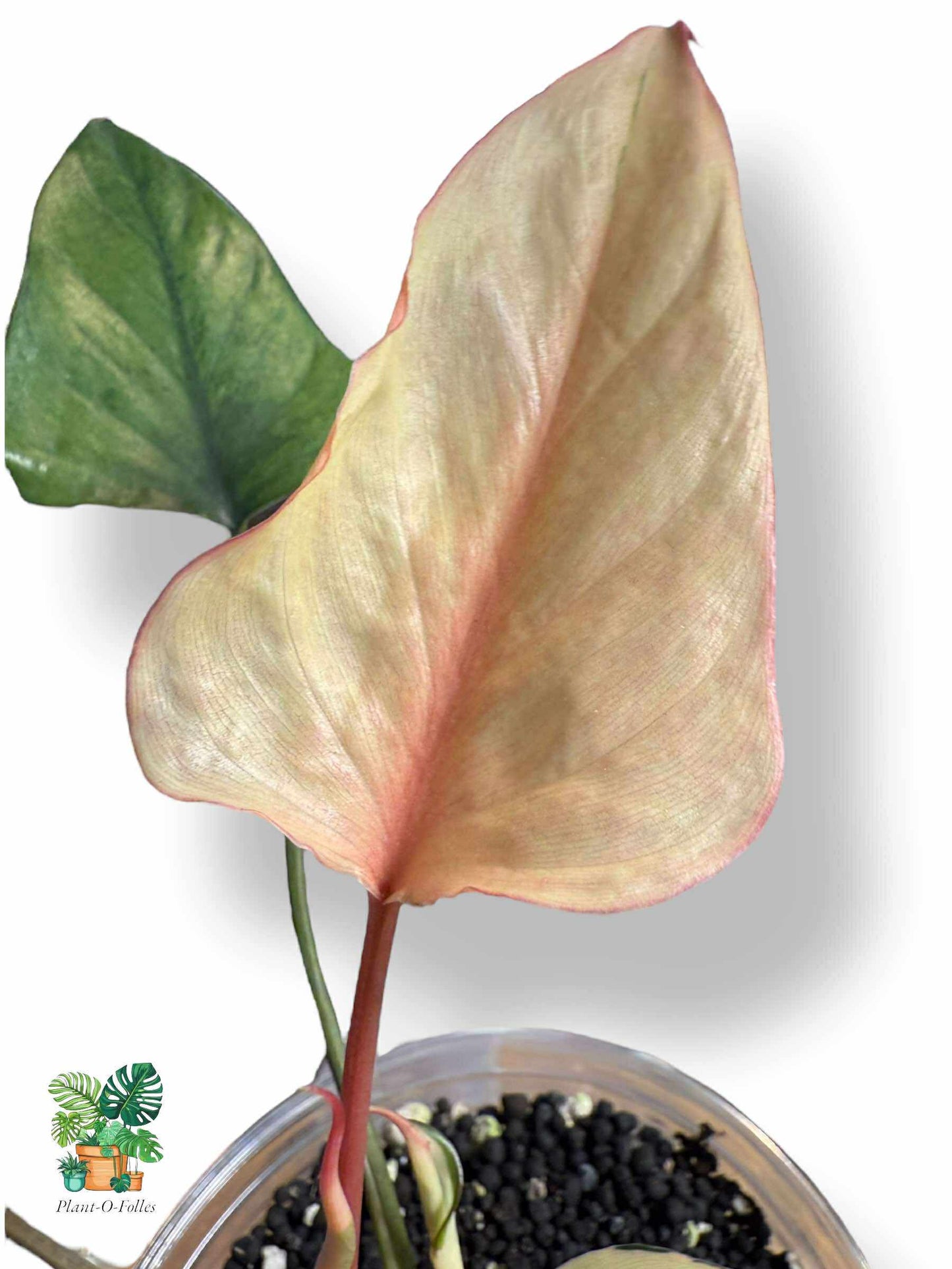 Homalomena Aromatica ‘Pink Diamond’, Rare Variegated Aroid, Tropical Indoor Plant, Arrow Leaf Houseplant for Collectors - Plant - O - Folles