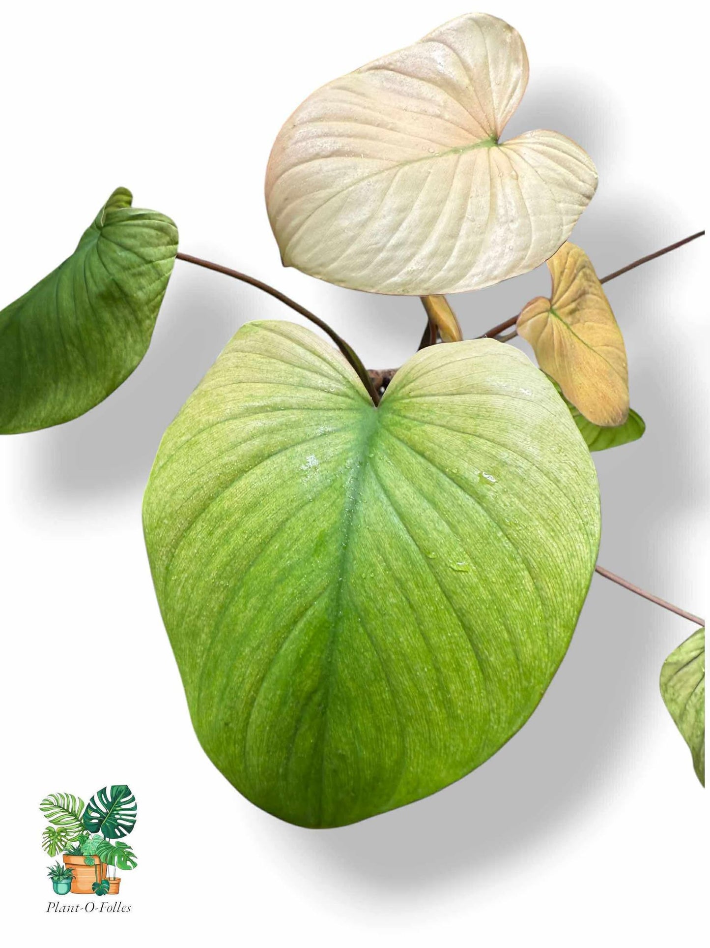 Homalomena Rubescens Full Mint Pink, Rare Variegated Aroid, Tropical Indoor Plant, Arrow Leaf Houseplant for Collectors - Plant - O - Folles