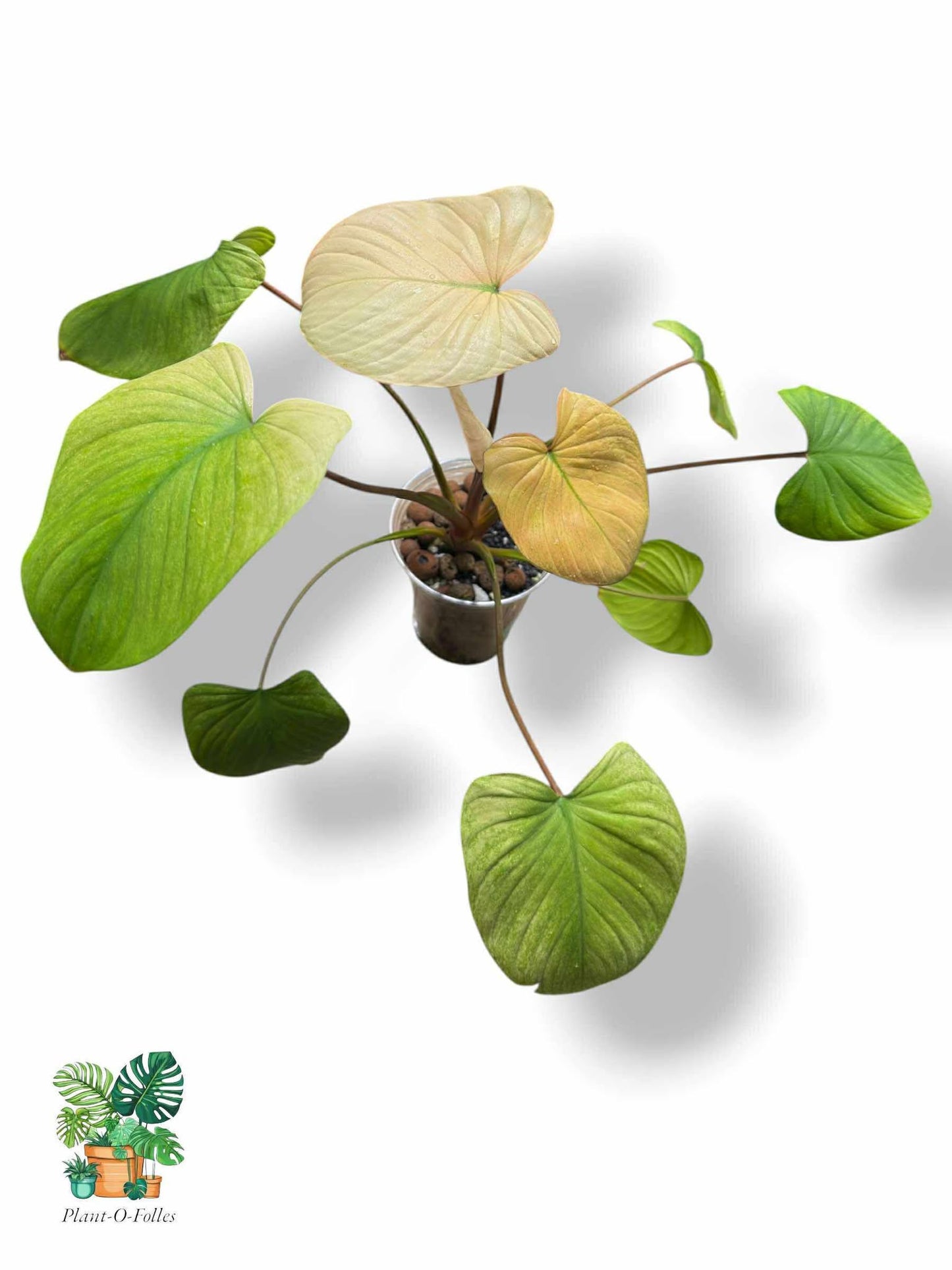 Homalomena Rubescens Full Mint Pink, Rare Variegated Aroid, Tropical Indoor Plant, Arrow Leaf Houseplant for Collectors - Plant - O - Folles