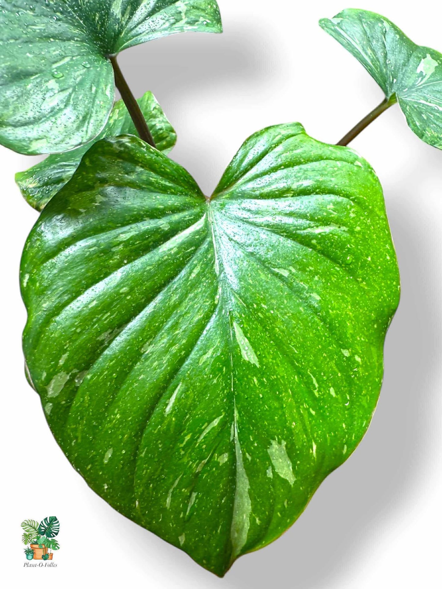 Homalomena Rubescens ‘Stardust’, Rare Variegated Aroid, Tropical Indoor Plant, Arrow Leaf Houseplant for Collectors - Plant - O - Folles