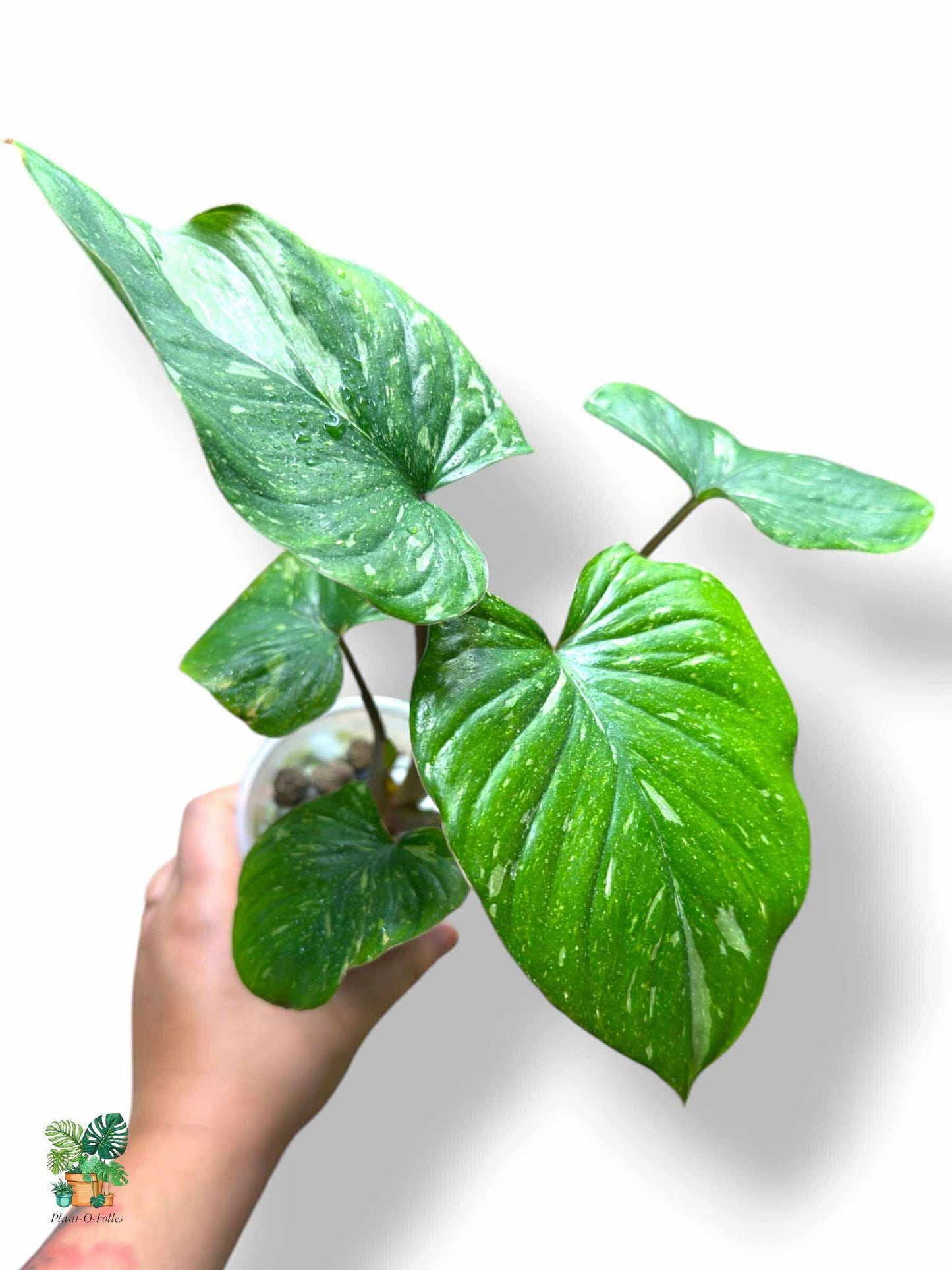 Homalomena Rubescens ‘Stardust’, Rare Variegated Aroid, Tropical Indoor Plant, Arrow Leaf Houseplant for Collectors - Plant - O - Folles