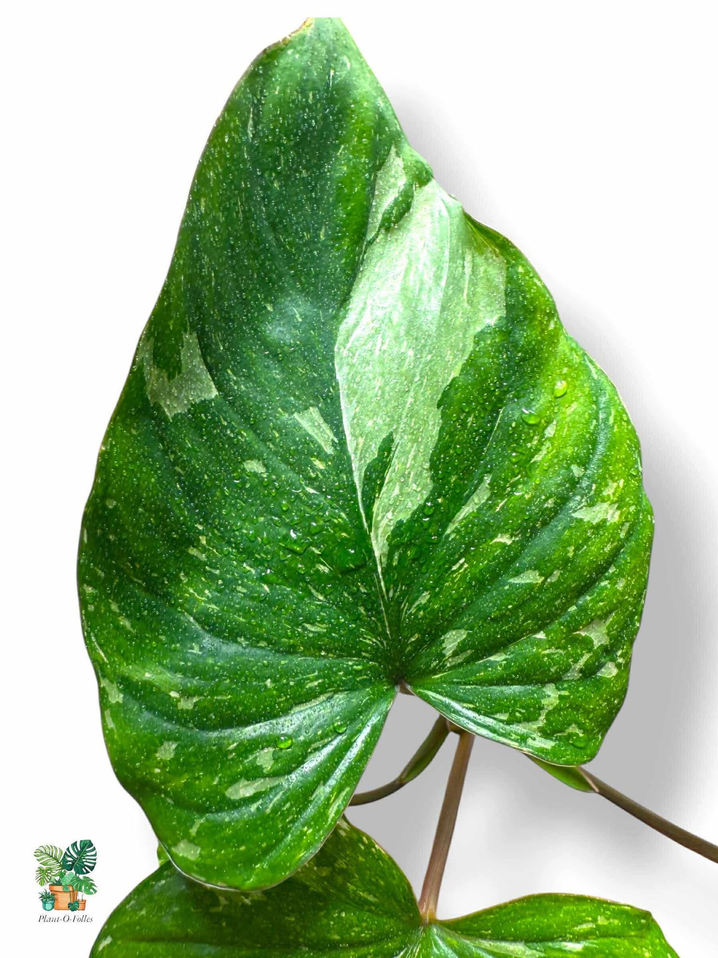 Homalomena Rubescens ‘Stardust’, Rare Variegated Aroid, Tropical Indoor Plant, Arrow Leaf Houseplant for Collectors - Plant - O - Folles