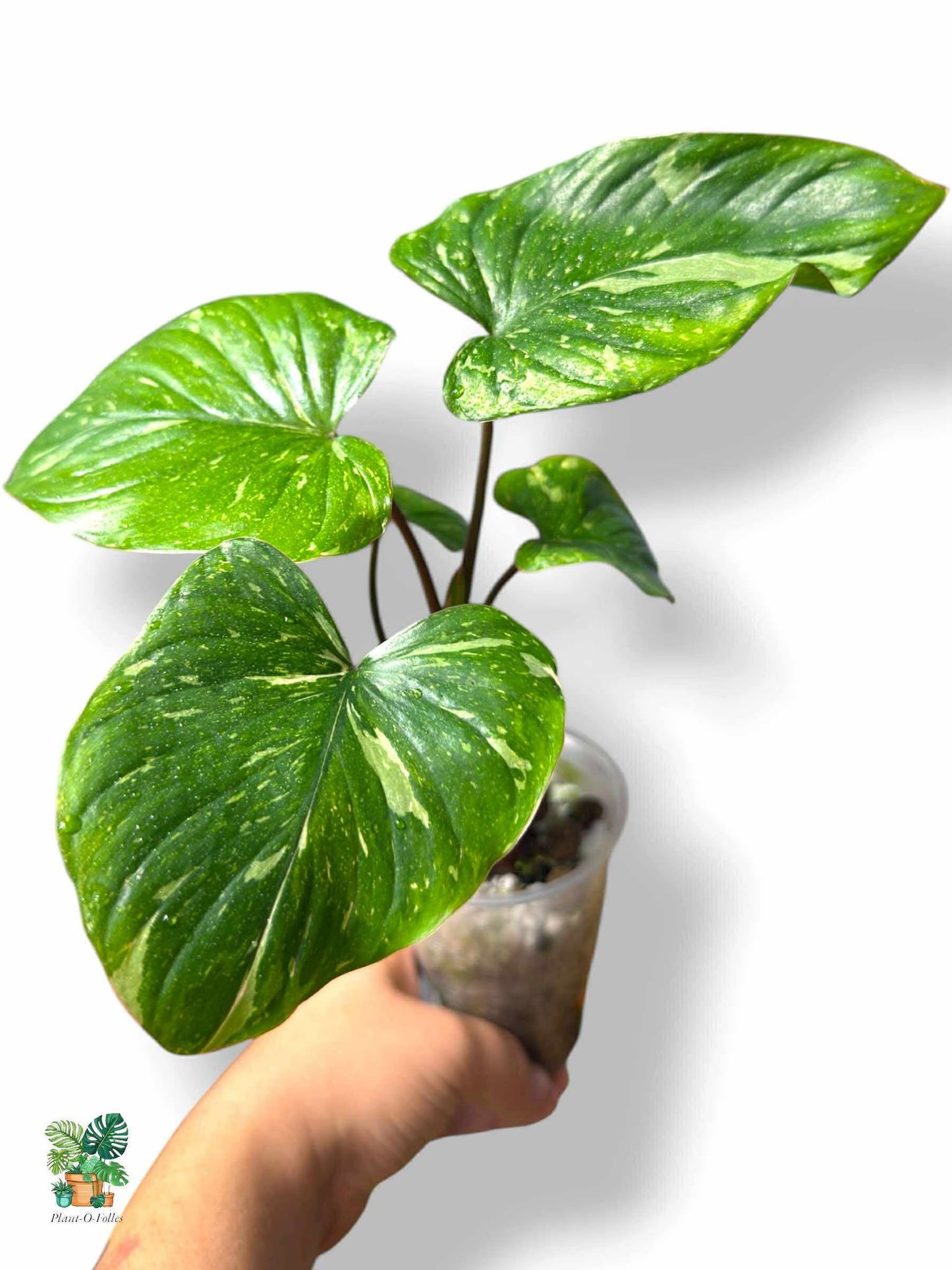 Homalomena Rubescens ‘Stardust’, Rare Variegated Aroid, Tropical Indoor Plant, Arrow Leaf Houseplant for Collectors - Plant - O - Folles