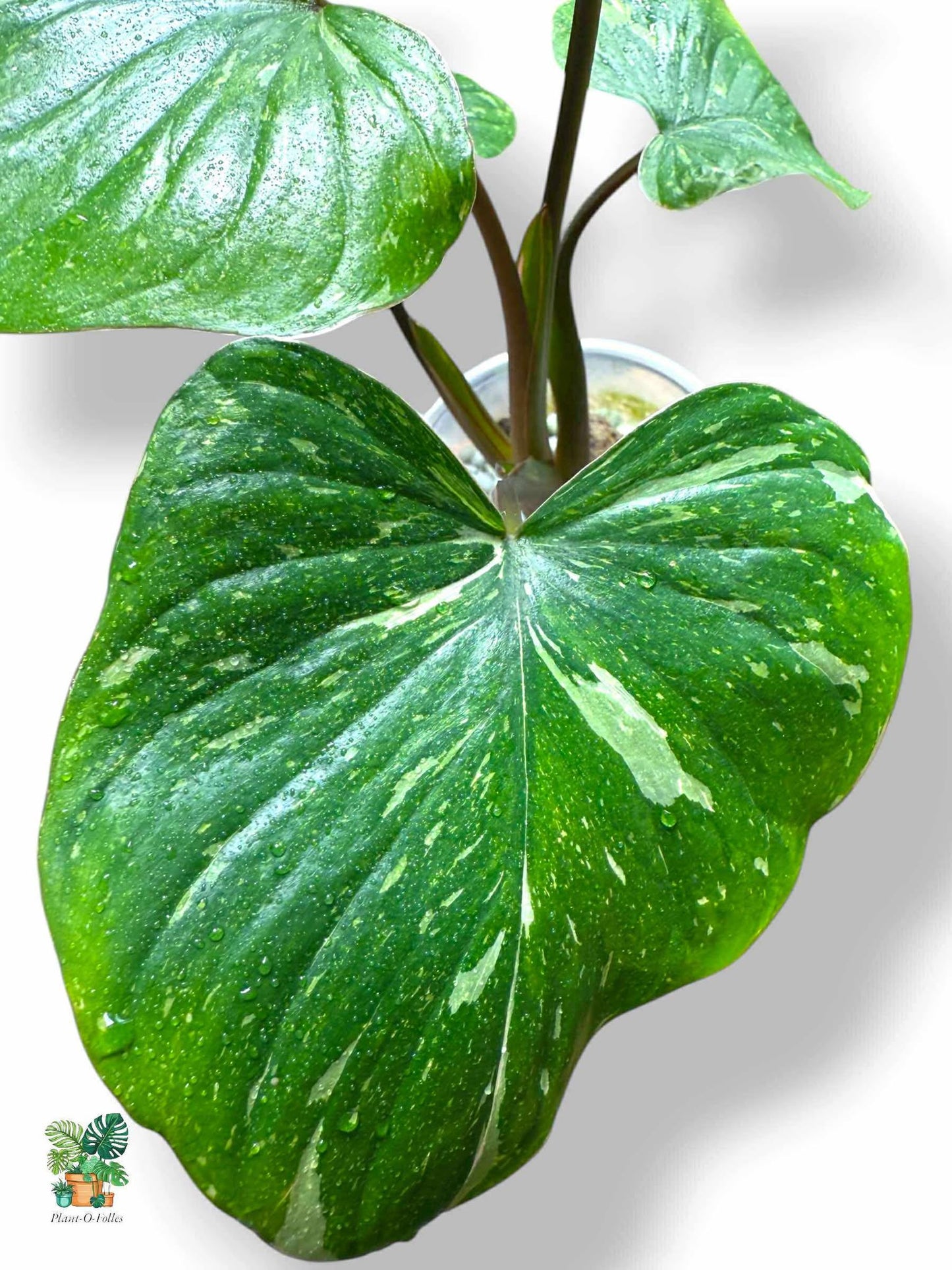 Homalomena Rubescens ‘Stardust’, Rare Variegated Aroid, Tropical Indoor Plant, Arrow Leaf Houseplant for Collectors - Plant - O - Folles