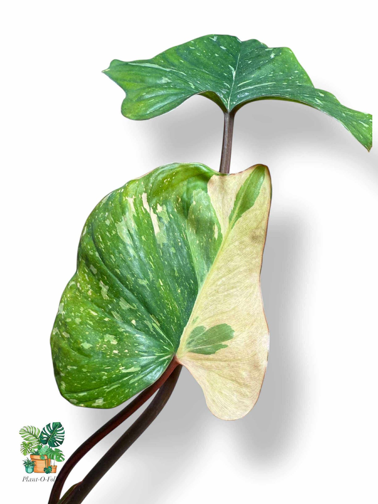 Homalomena Rubescens Variegata, Rare Variegated Aroid, Tropical Indoor Plant, Arrow Leaf Houseplant for Collectors - Plant - O - Folles
