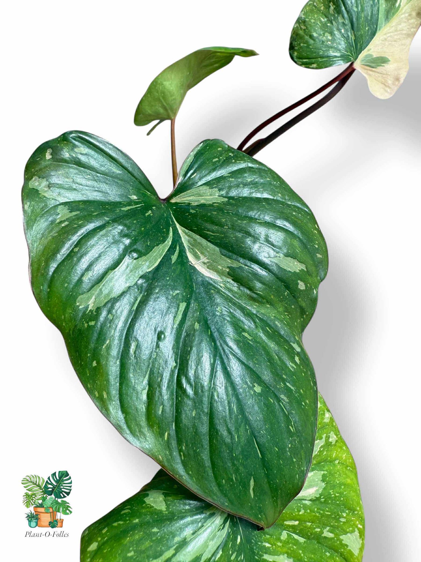Homalomena Rubescens Variegata, Rare Variegated Aroid, Tropical Indoor Plant, Arrow Leaf Houseplant for Collectors - Plant - O - Folles