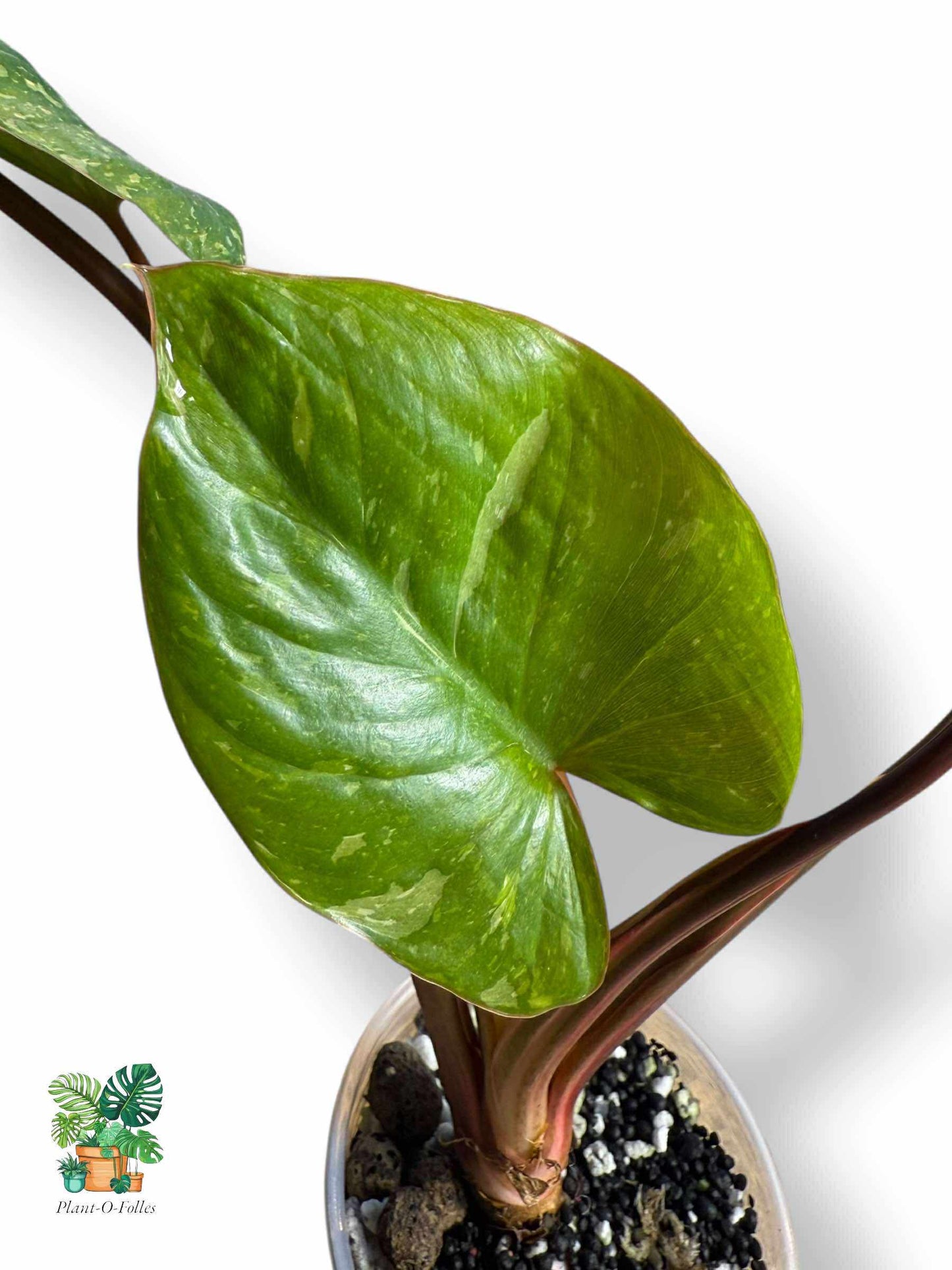 Homalomena Rubescens Variegata, Rare Variegated Aroid, Tropical Indoor Plant, Arrow Leaf Houseplant for Collectors - Plant - O - Folles