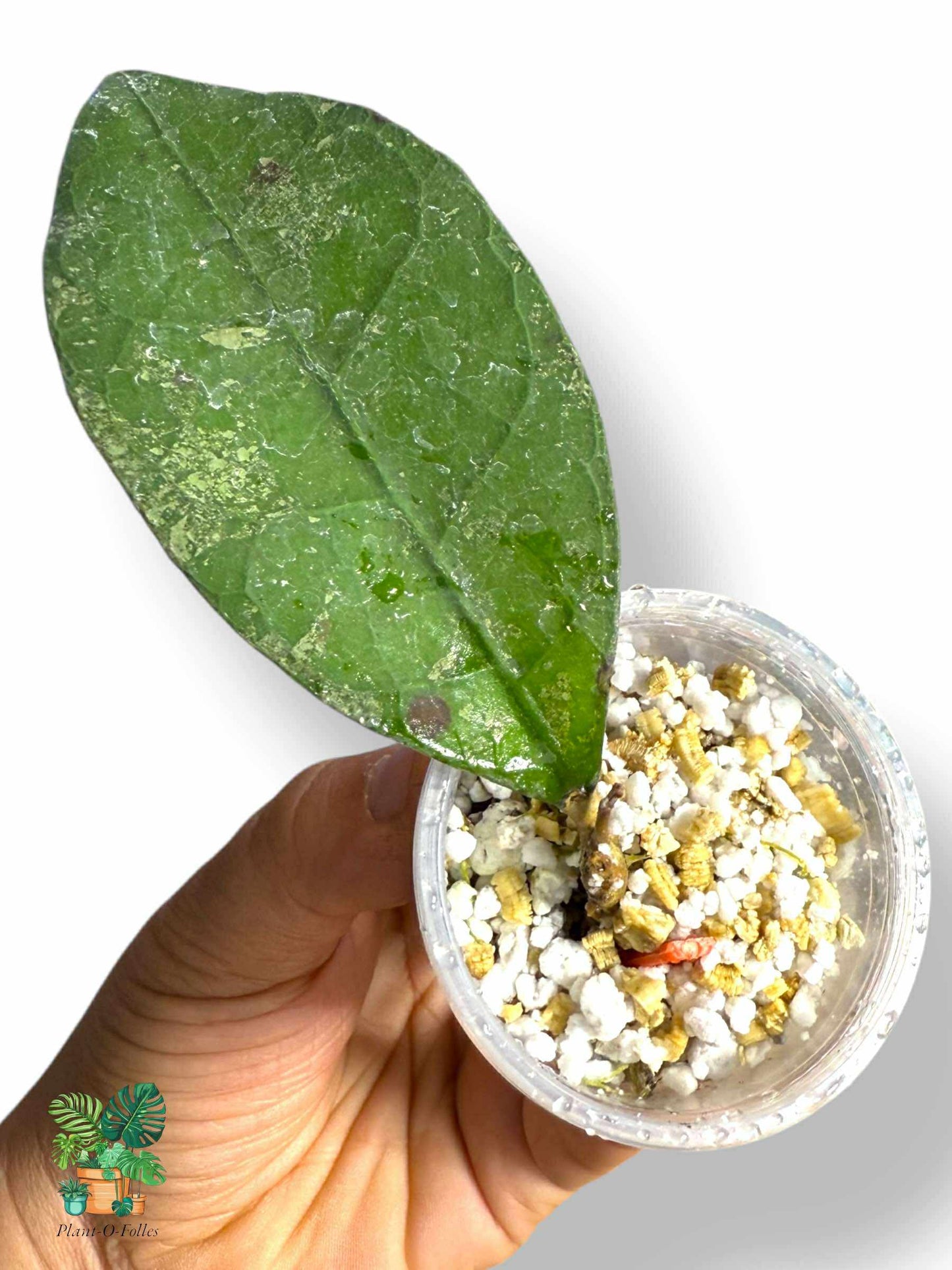 Hoya aff. lambi, Rare Variegated Aroid, Tropical Indoor Plant, Arrow Leaf Houseplant for Collectors - Plant - O - Folles