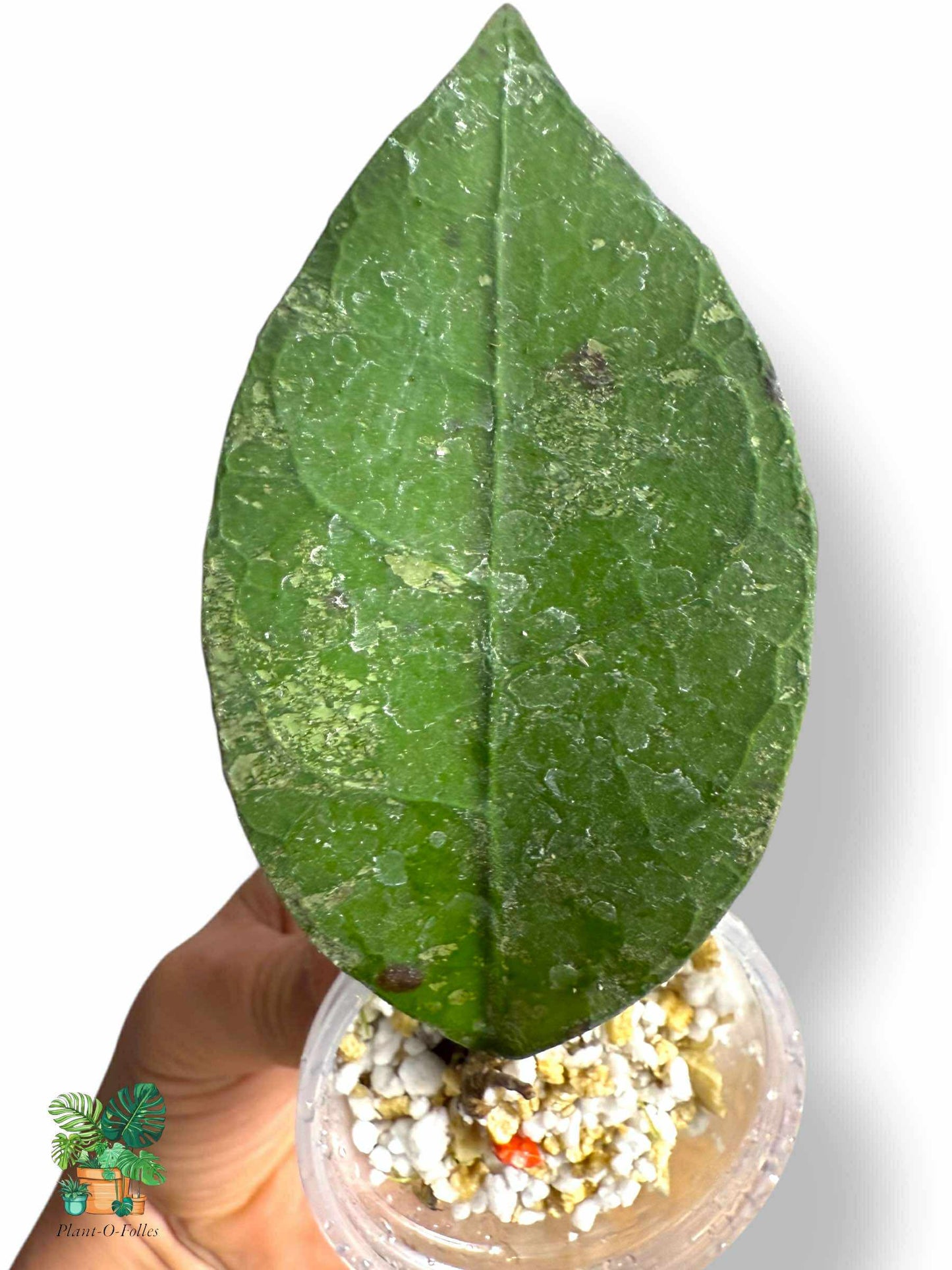 Hoya aff. lambi, Rare Variegated Aroid, Tropical Indoor Plant, Arrow Leaf Houseplant for Collectors - Plant - O - Folles