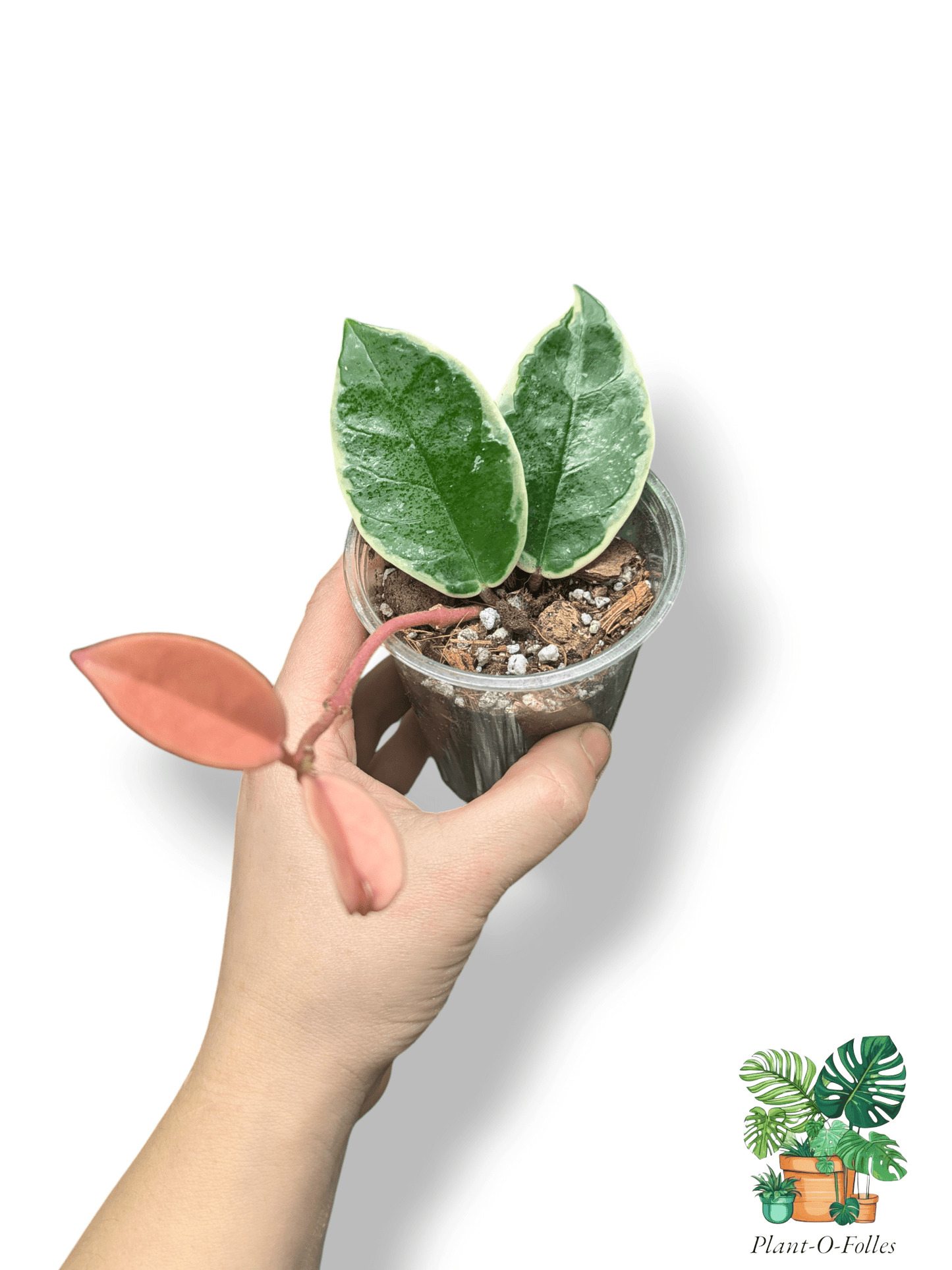Hoya carnosa ‘Krimson Queen’ – Variété tropicale panachée - Plant - O - Folles