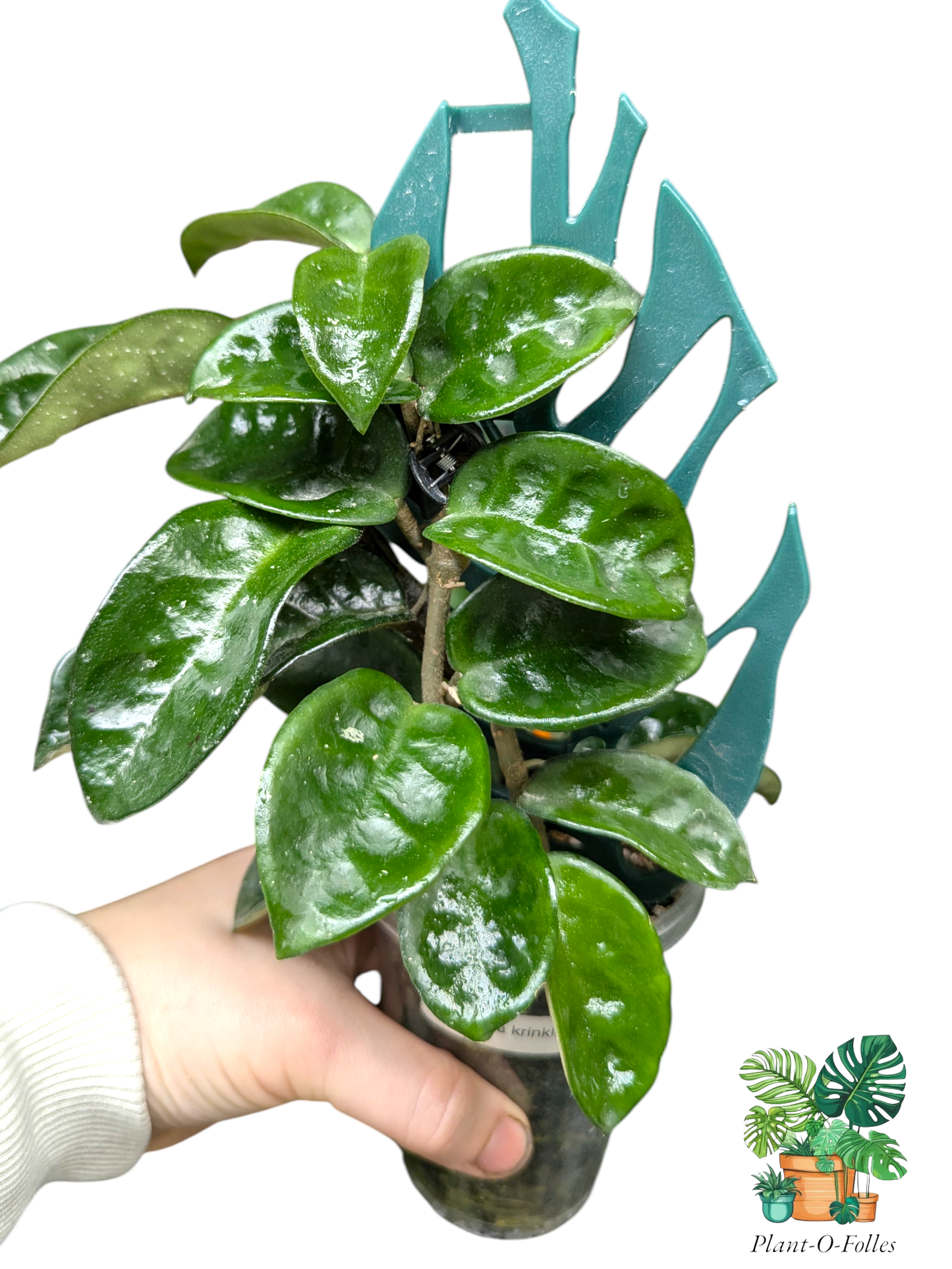 Hoya carnosa Krinkle 8 - Plant - O - Folles