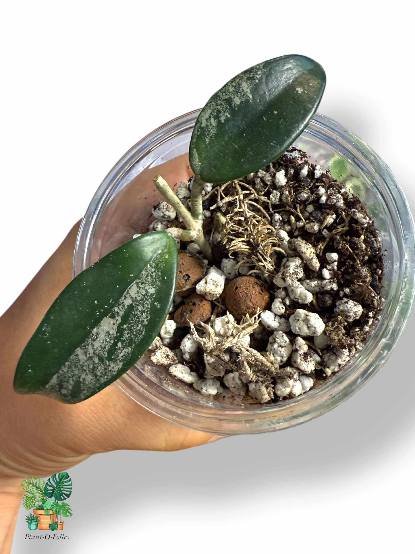 Hoya Carnosa Wilbur Graves 'China', Rare Variegated Aroid, Tropical Indoor Plant, Arrow Leaf Houseplant for Collectors - Plant - O - Folles