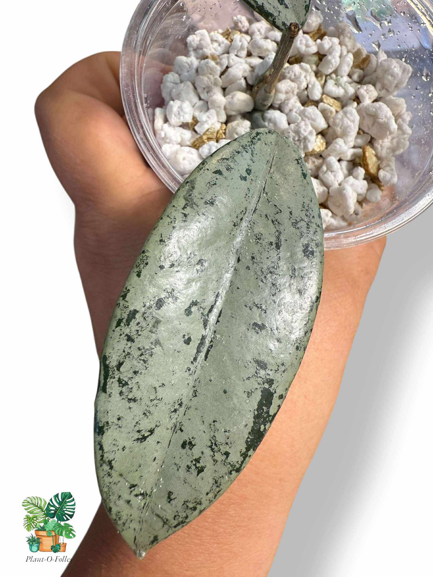 Hoya Carnosa Wilbur Graves 'Russia', Rare Variegated Aroid, Tropical Indoor Plant, Arrow Leaf Houseplant for Collectors - Plant - O - Folles