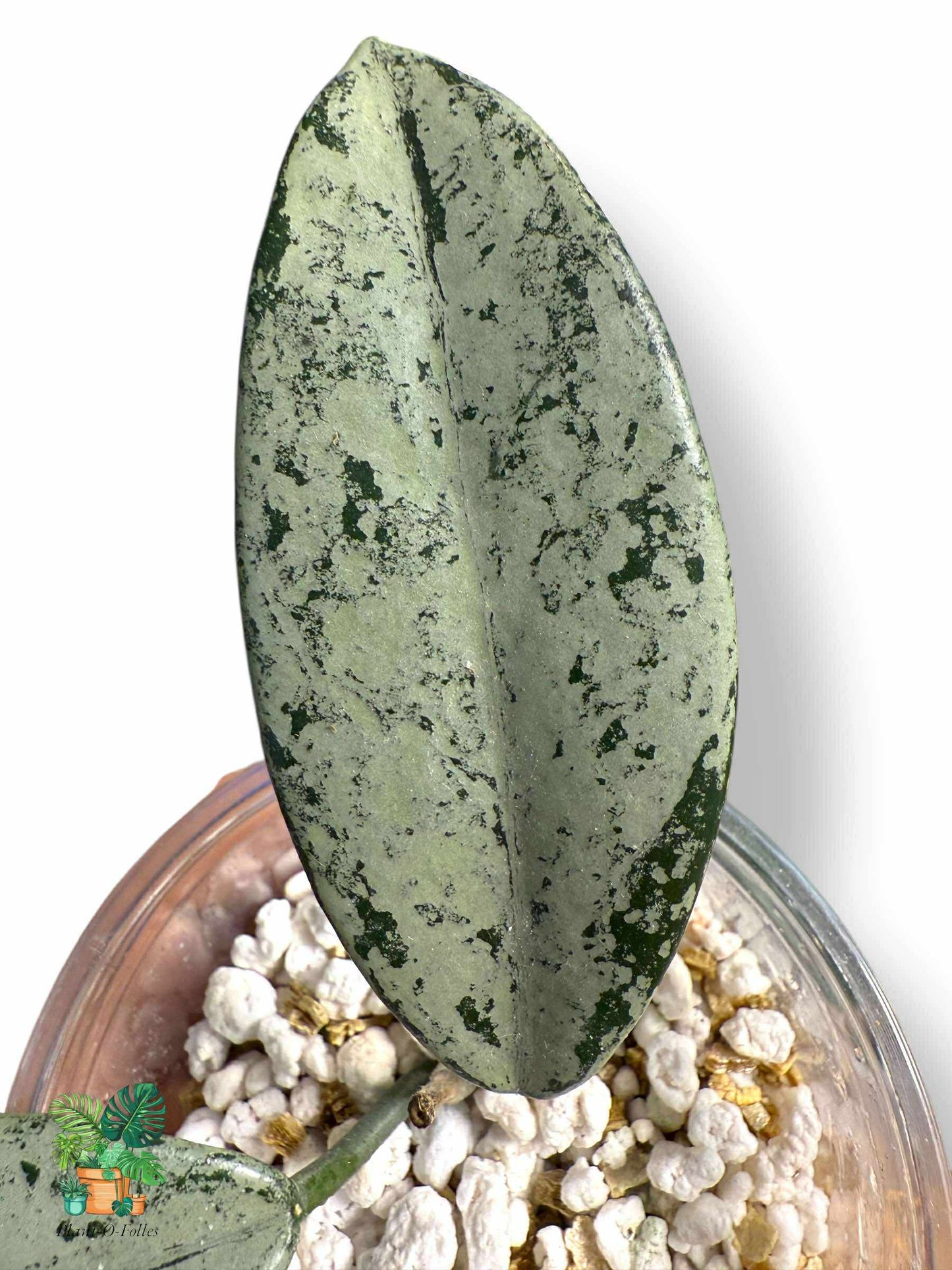Hoya Carnosa Wilbur Graves 'Russia', Rare Variegated Aroid, Tropical Indoor Plant, Arrow Leaf Houseplant for Collectors - Plant - O - Folles