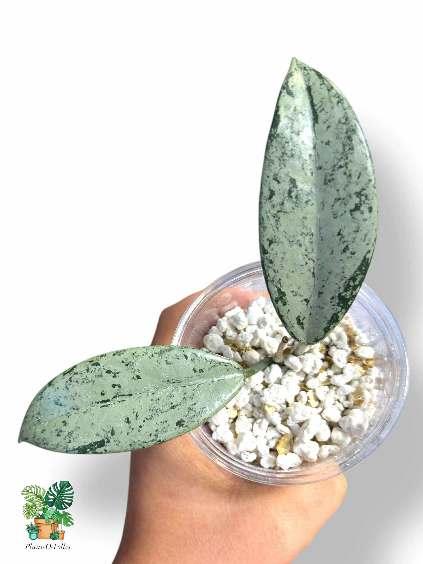 Hoya Carnosa Wilbur Graves 'Russia', Rare Variegated Aroid, Tropical Indoor Plant, Arrow Leaf Houseplant for Collectors - Plant - O - Folles