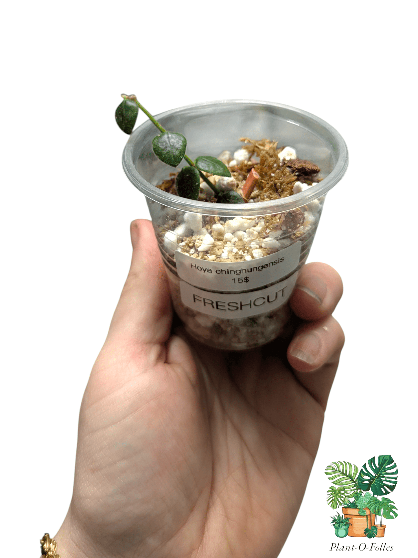 Hoya chinghungensis - Plant - O - Folles