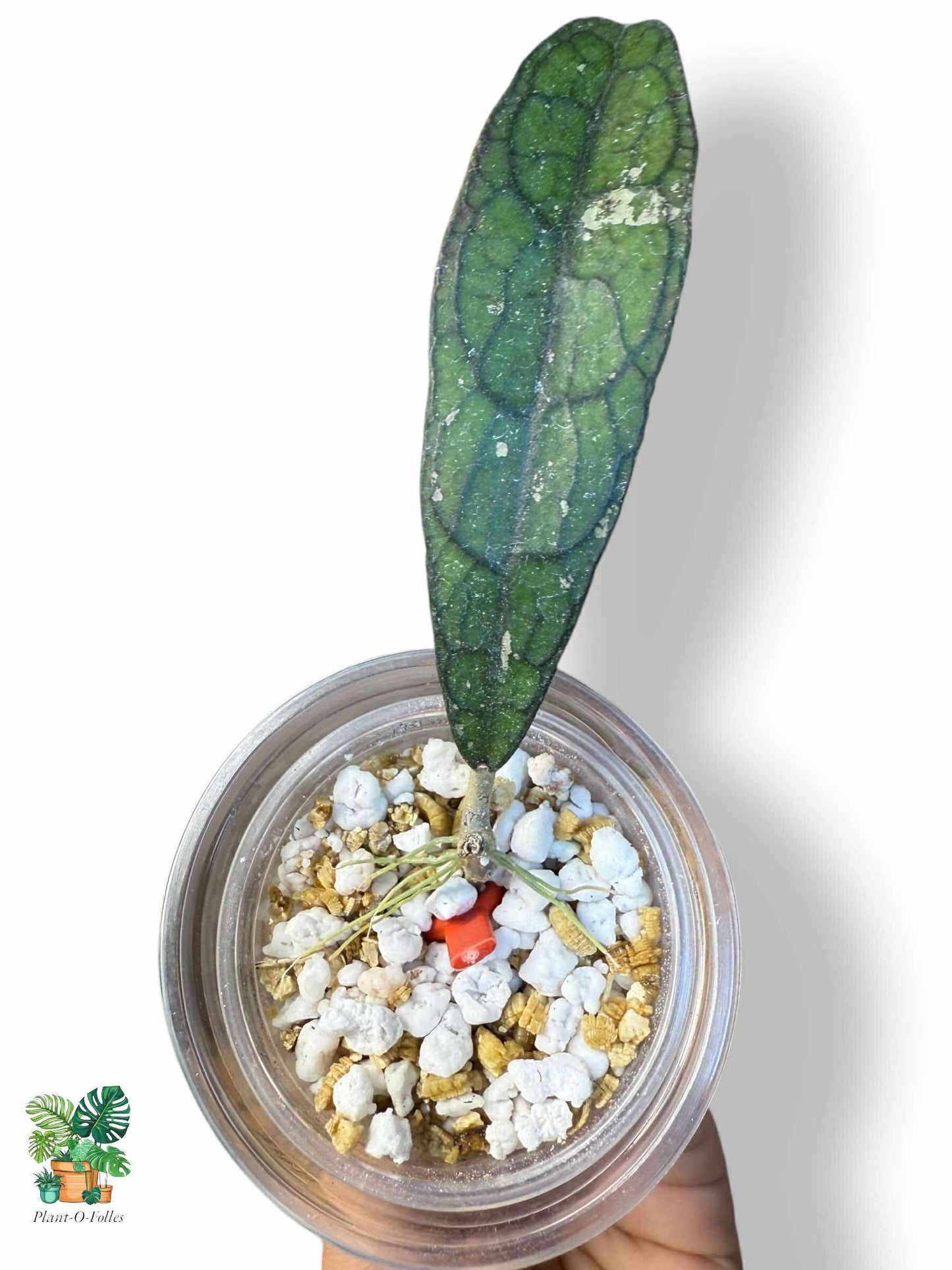 Hoya clemensiorum ‘Alligator’ — Rare Tropical Hoya with Stunning Foliage - Plant - O - Folles