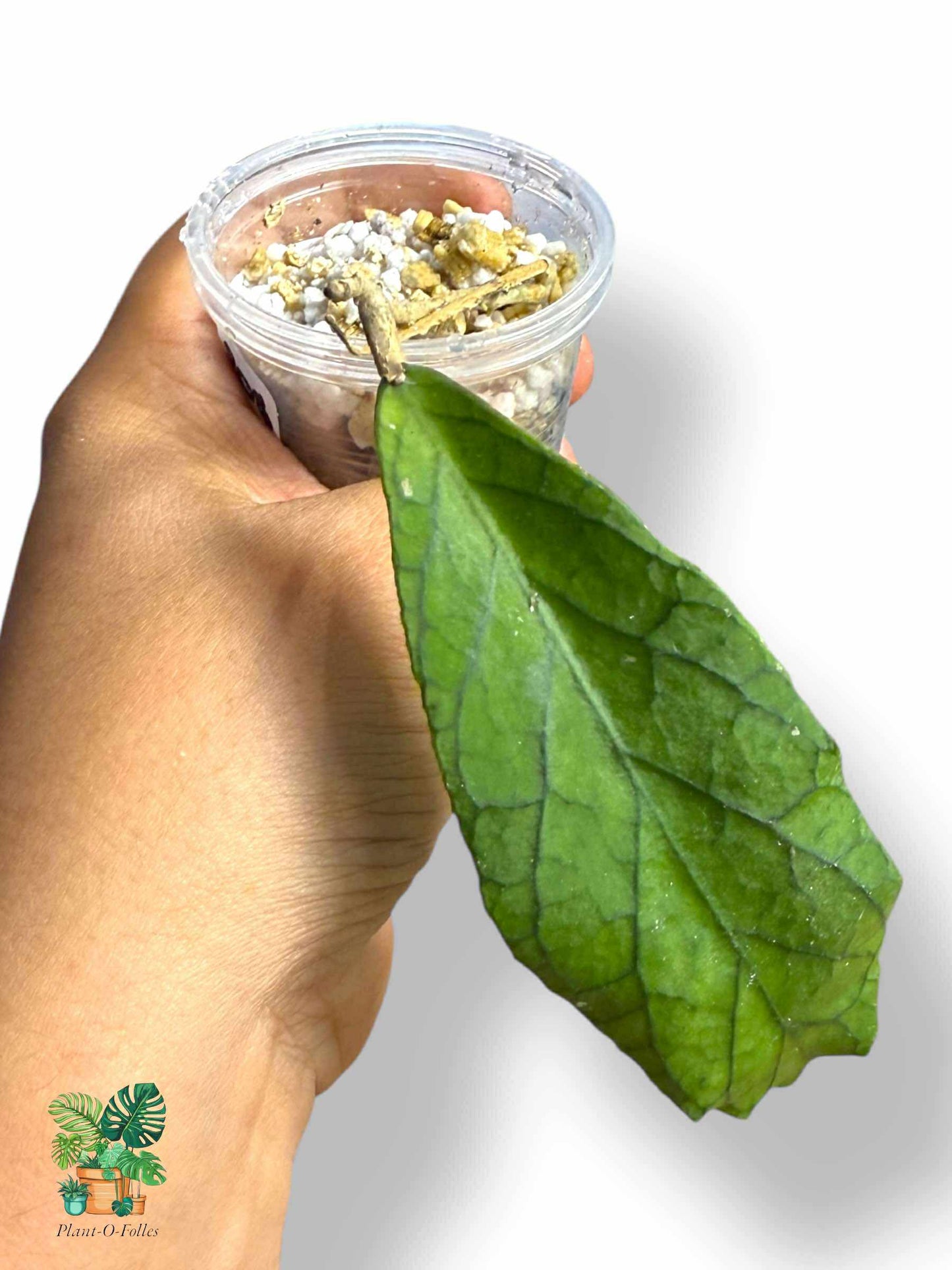 Hoya cv. Marvels, Rare Variegated Aroid, Tropical Indoor Plant, Arrow Leaf Houseplant for Collectors - Plant - O - Folles