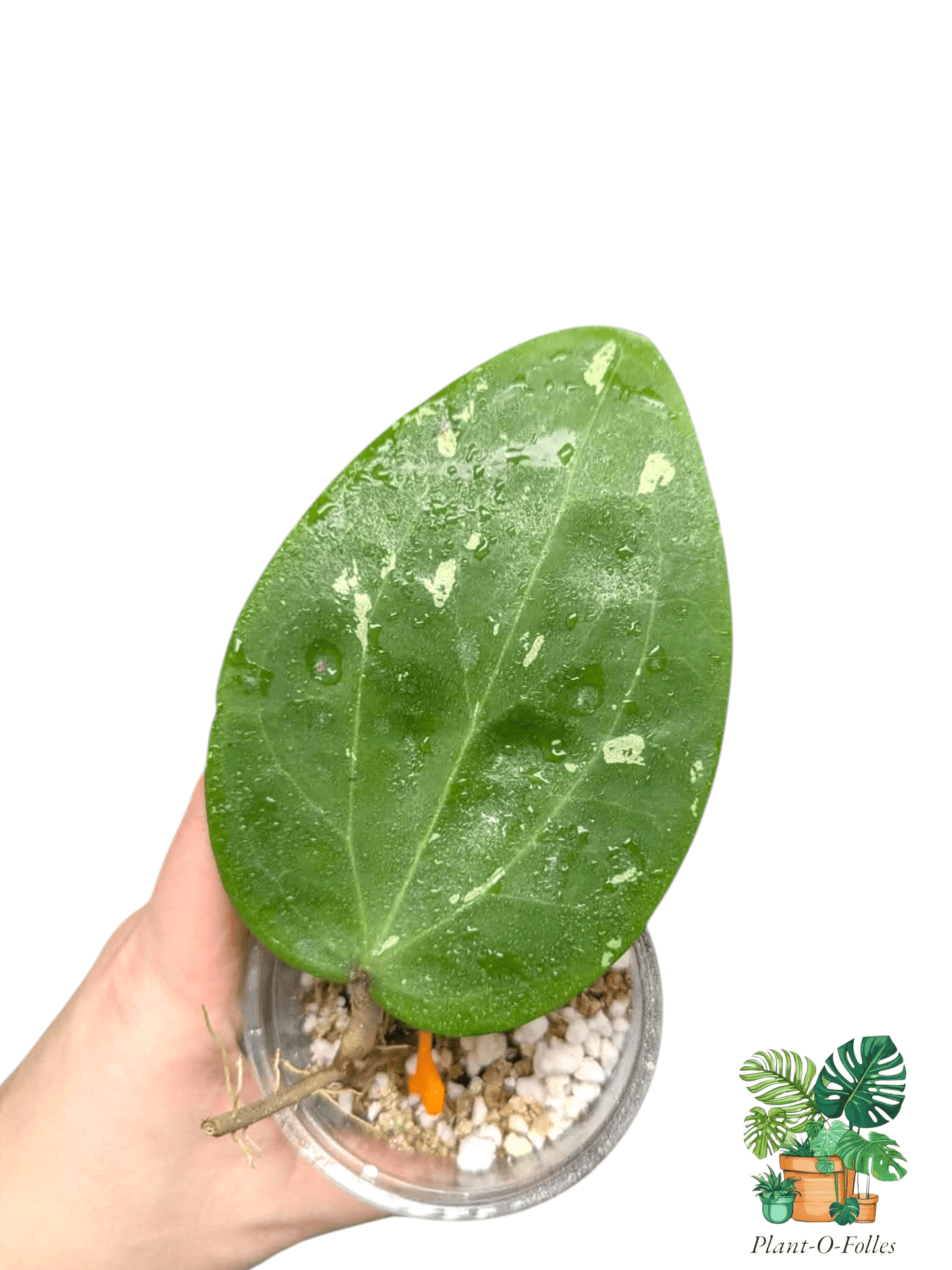 Hoya glabra sumatra - Plant - O - Folles