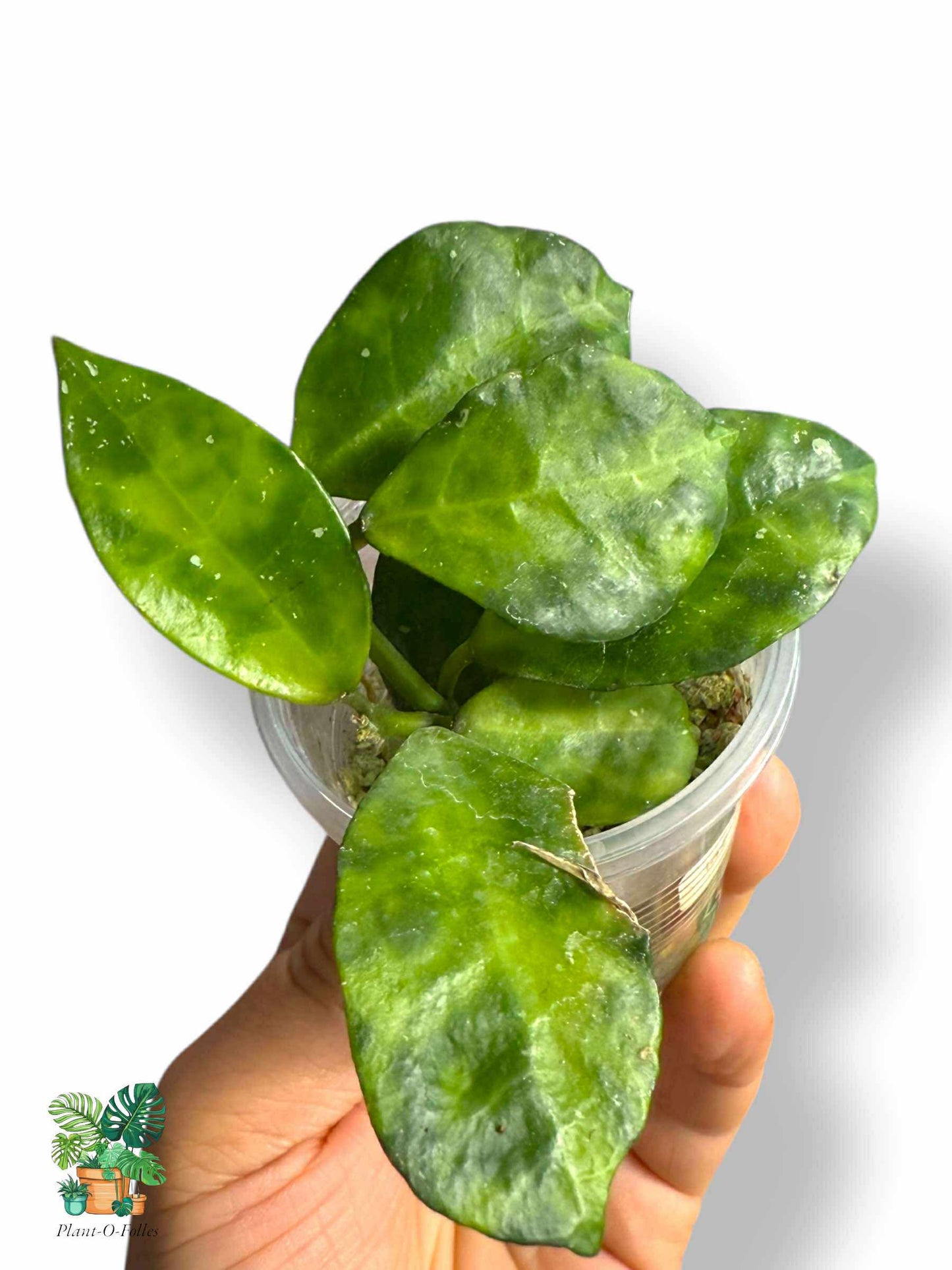 Hoya lacunosa 'Amarillo', Rare Variegated Aroid, Tropical Indoor Plant, Arrow Leaf Houseplant for Collectors - Plant - O - Folles