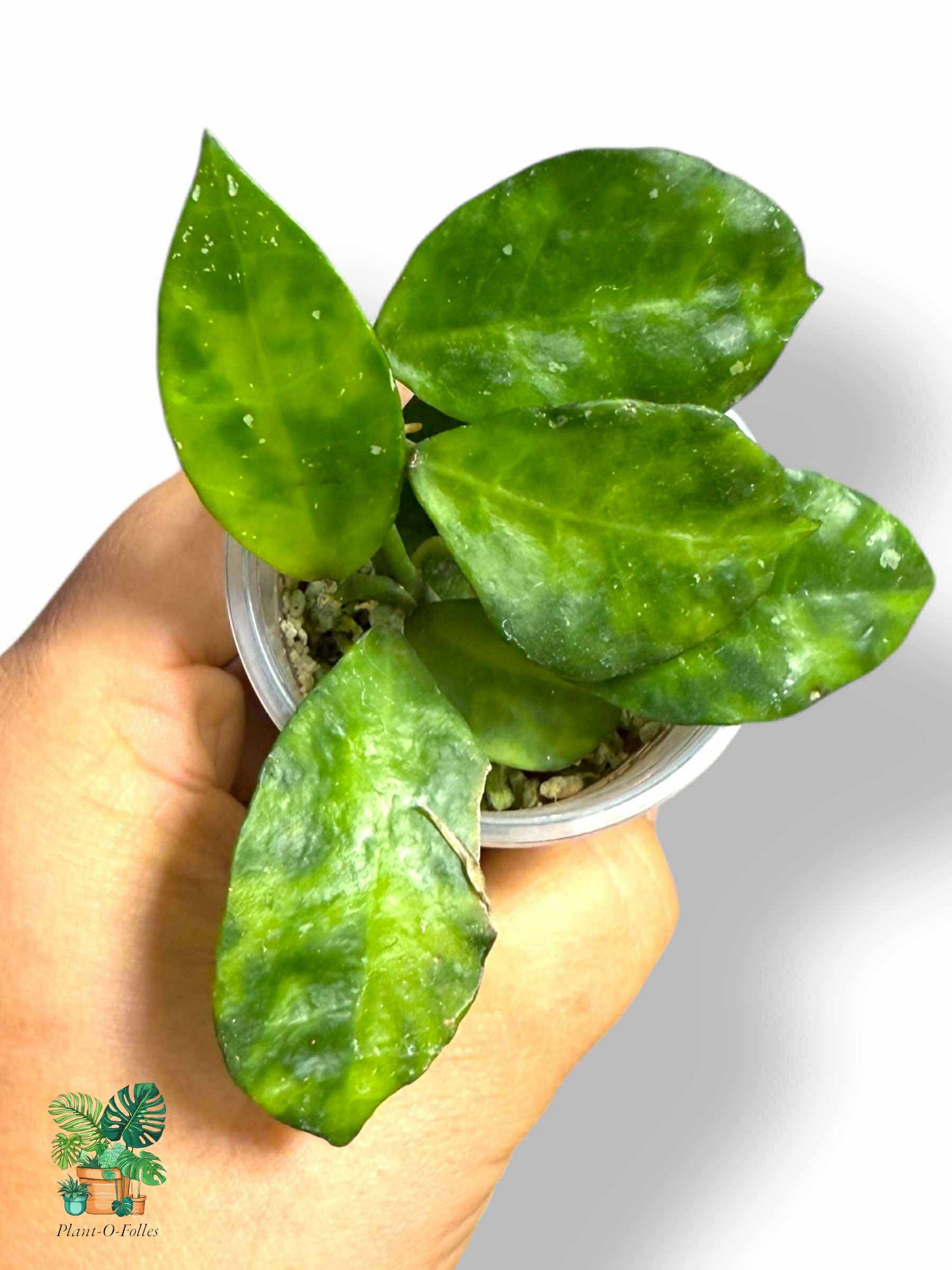 Hoya lacunosa 'Amarillo', Rare Variegated Aroid, Tropical Indoor Plant, Arrow Leaf Houseplant for Collectors - Plant - O - Folles