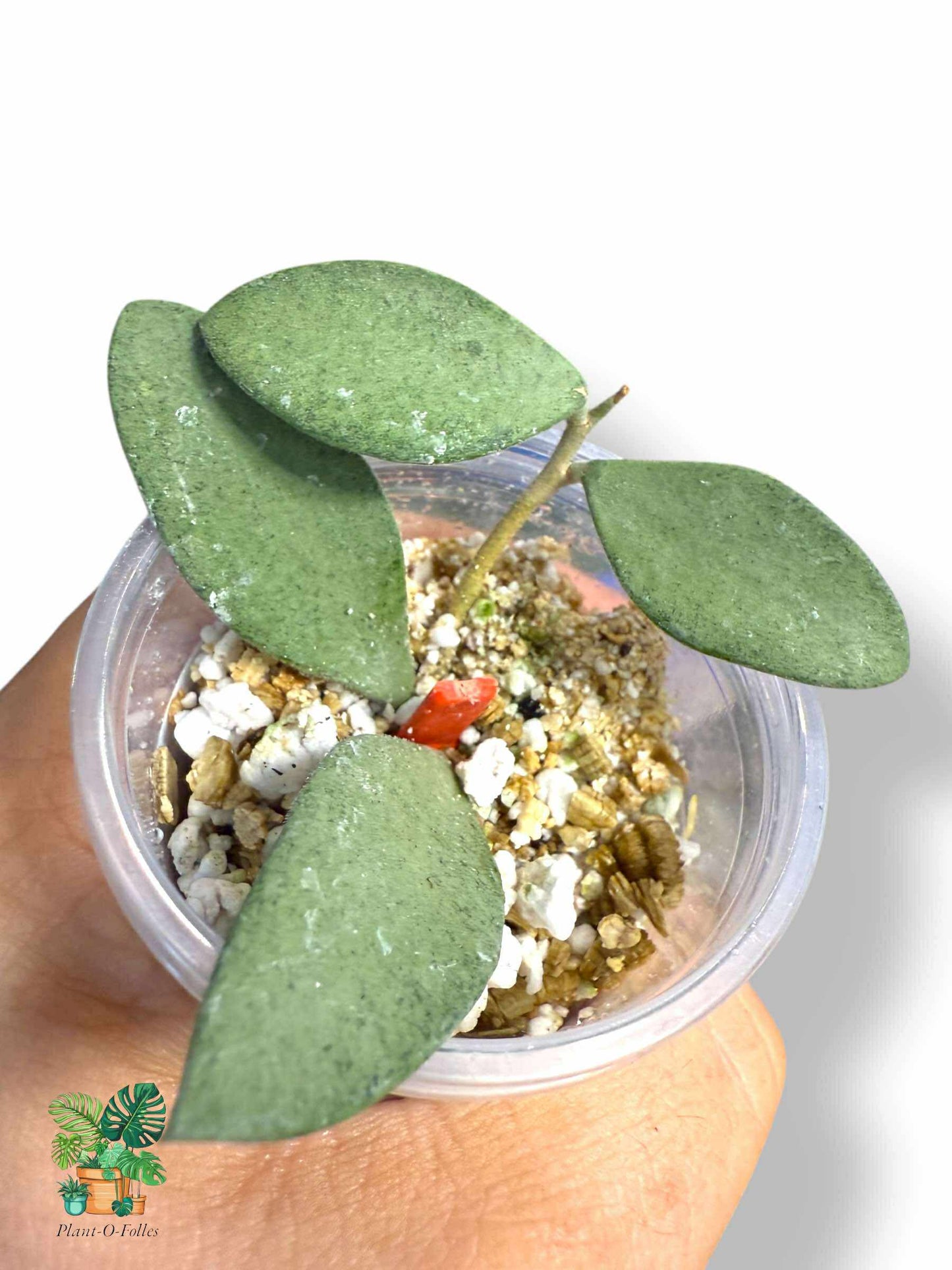 Hoya Nummularoides Silver, Rare Variegated Aroid, Tropical Indoor Plant, Arrow Leaf Houseplant for Collectors - Plant - O - Folles