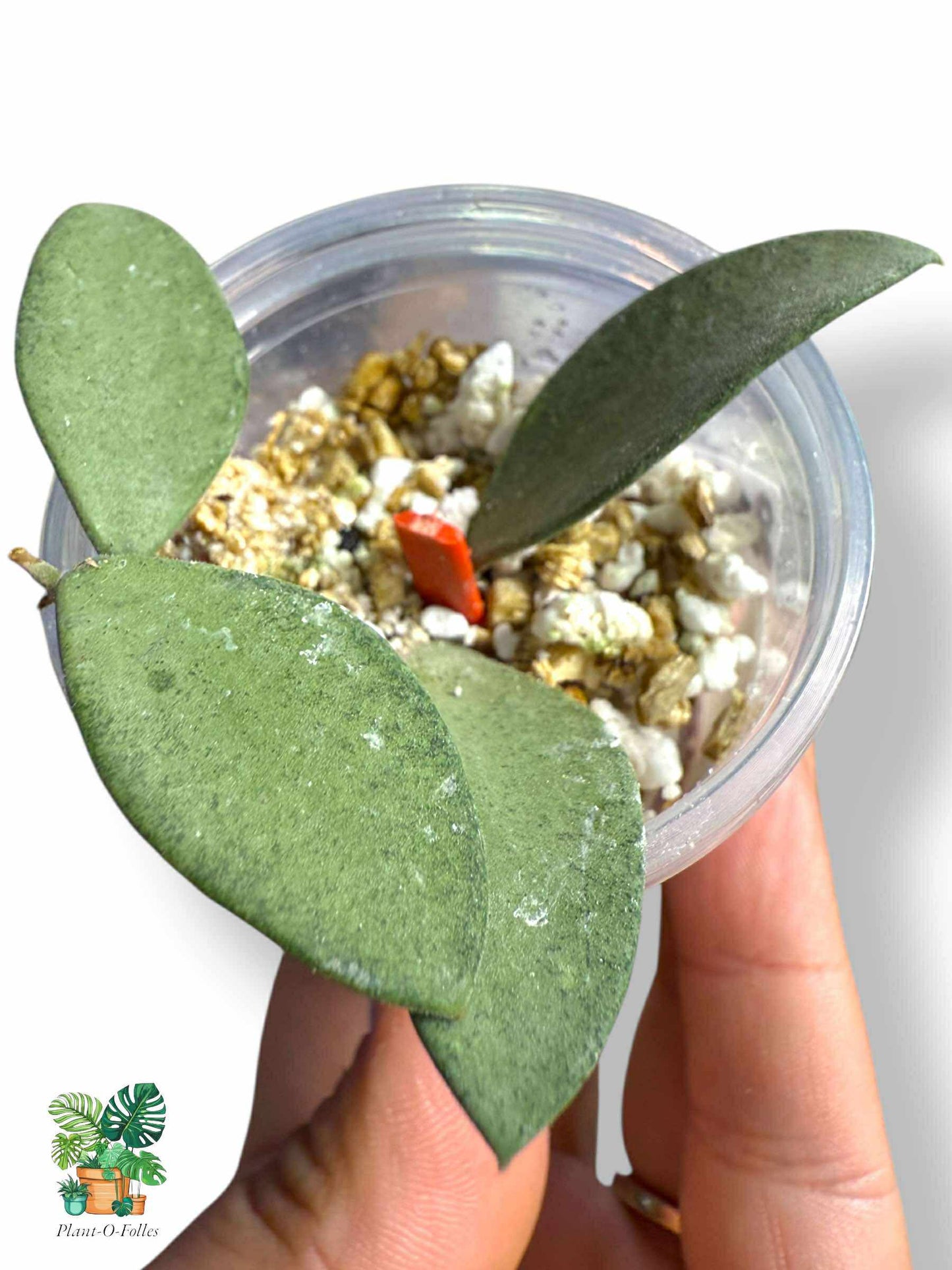 Hoya Nummularoides Silver, Rare Variegated Aroid, Tropical Indoor Plant, Arrow Leaf Houseplant for Collectors - Plant - O - Folles