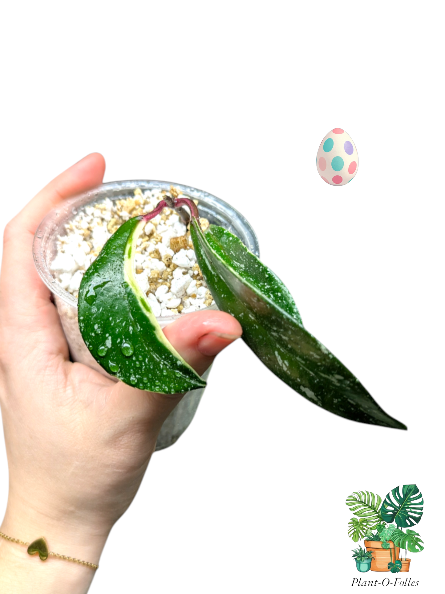Hoya ‘Pubicalyx Albo’ - Plant - O - Folles