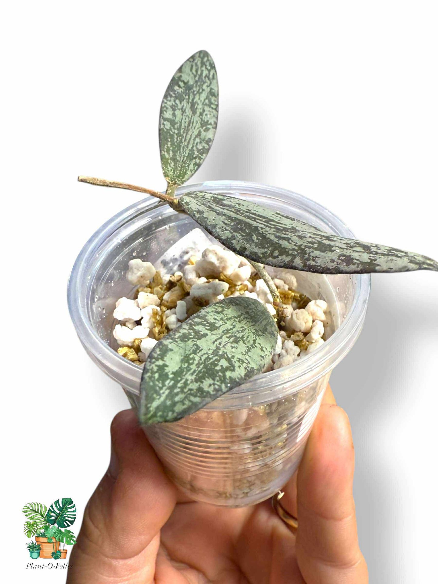 Hoya Sigillatis, Rare Variegated Aroid, Tropical Indoor Plant, Arrow Leaf Houseplant for Collectors - Plant - O - Folles