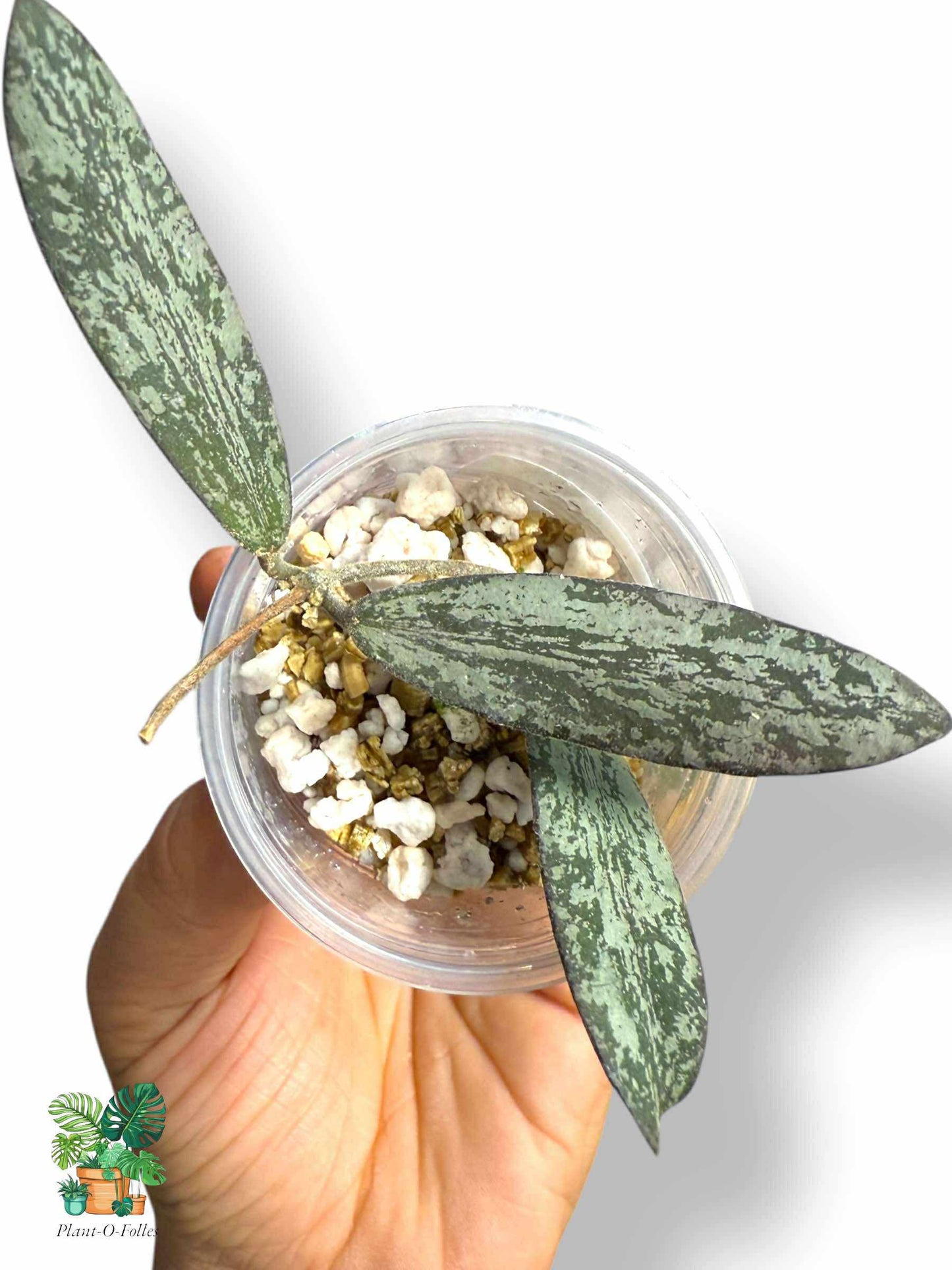 Hoya Sigillatis, Rare Variegated Aroid, Tropical Indoor Plant, Arrow Leaf Houseplant for Collectors - Plant - O - Folles