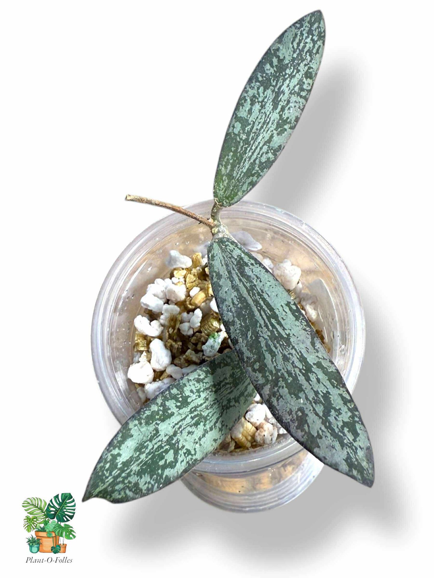 Hoya Sigillatis, Rare Variegated Aroid, Tropical Indoor Plant, Arrow Leaf Houseplant for Collectors - Plant - O - Folles