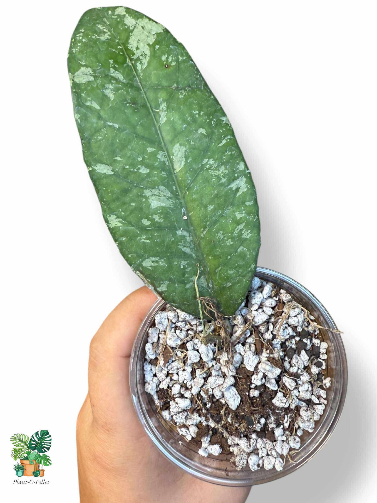 Hoya sp. Aceh AR09 — Rare Tropical Hoya with Unique Foliage - Plant - O - Folles