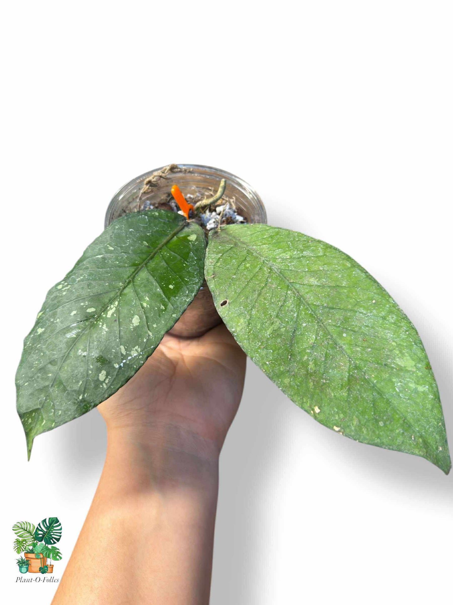 Hoya sp. Rikit Musara — Rare Tropical Hoya with Striking Foliage - Plant - O - Folles