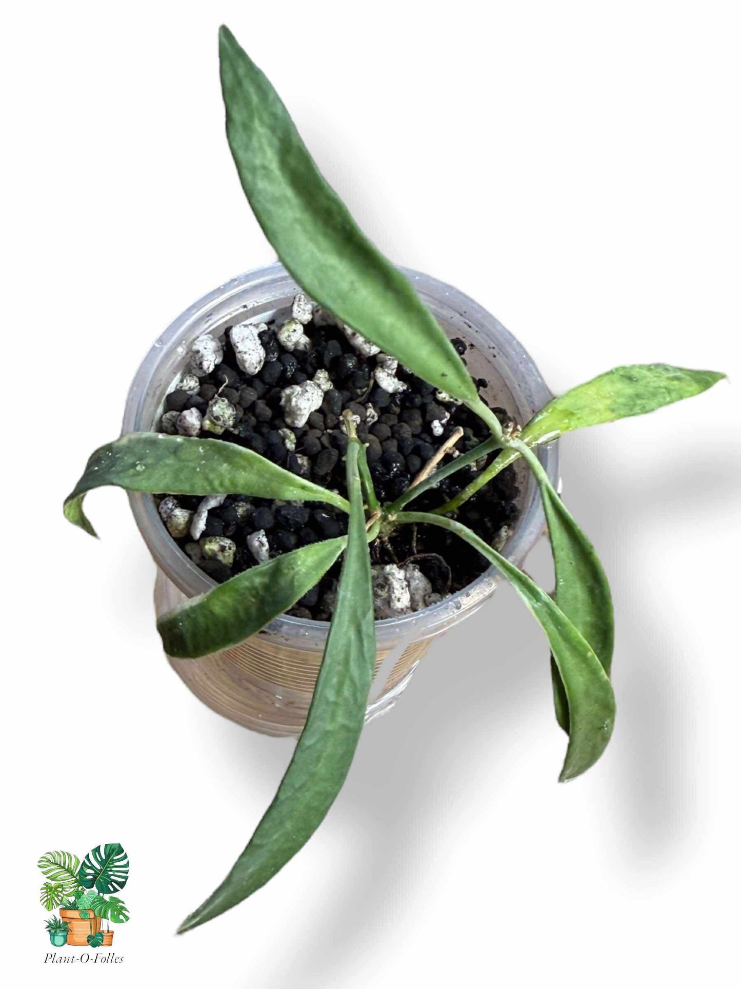 Hoya tsangii albomarginata, Rare Variegated Aroid, Tropical Indoor Plant, Arrow Leaf Houseplant for Collectors - Plant - O - Folles