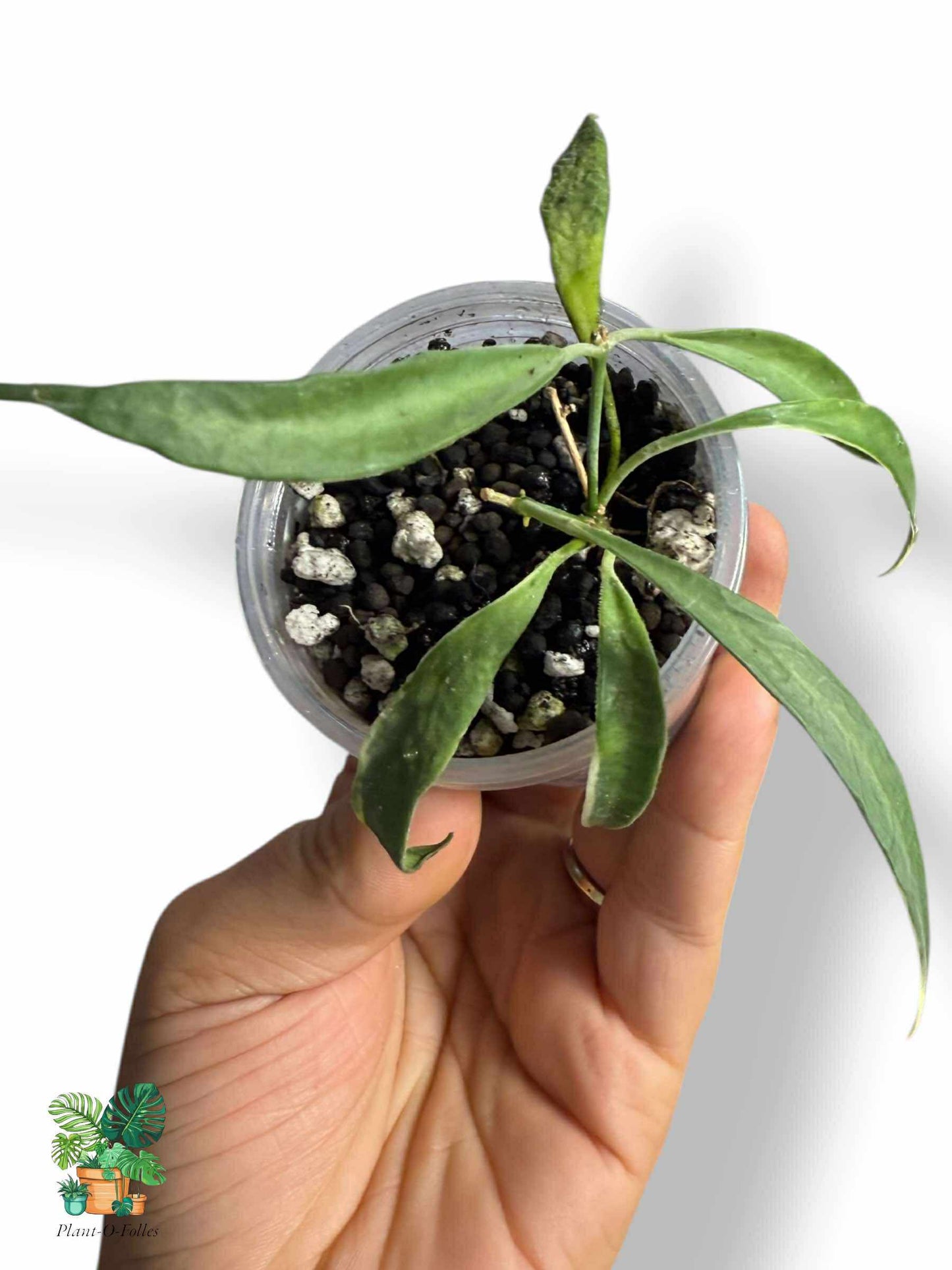 Hoya tsangii albomarginata, Rare Variegated Aroid, Tropical Indoor Plant, Arrow Leaf Houseplant for Collectors - Plant - O - Folles