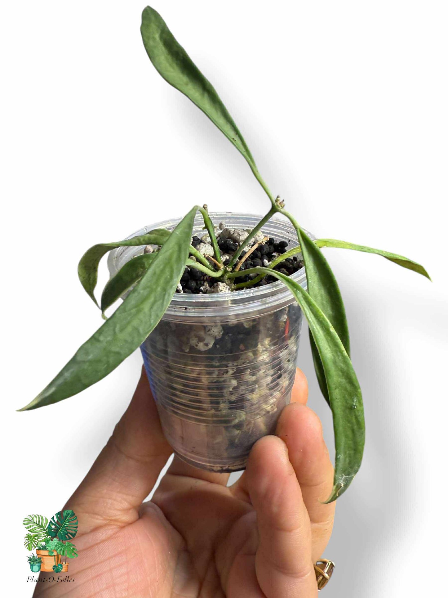 Hoya tsangii albomarginata, Rare Variegated Aroid, Tropical Indoor Plant, Arrow Leaf Houseplant for Collectors - Plant - O - Folles