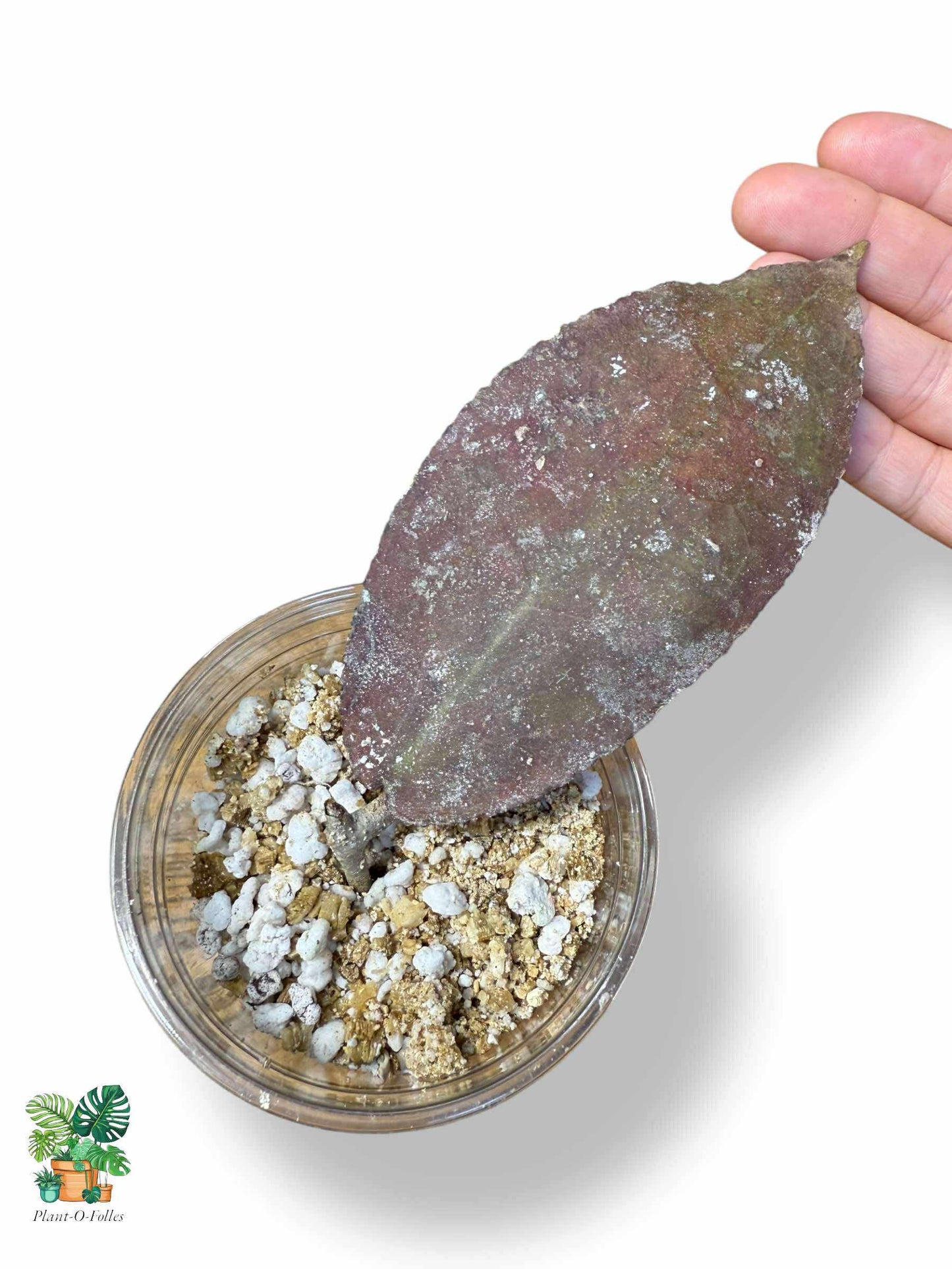 Hoya undulata Red — Rare Tropical Hoya with Striking Foliage - Plant - O - Folles