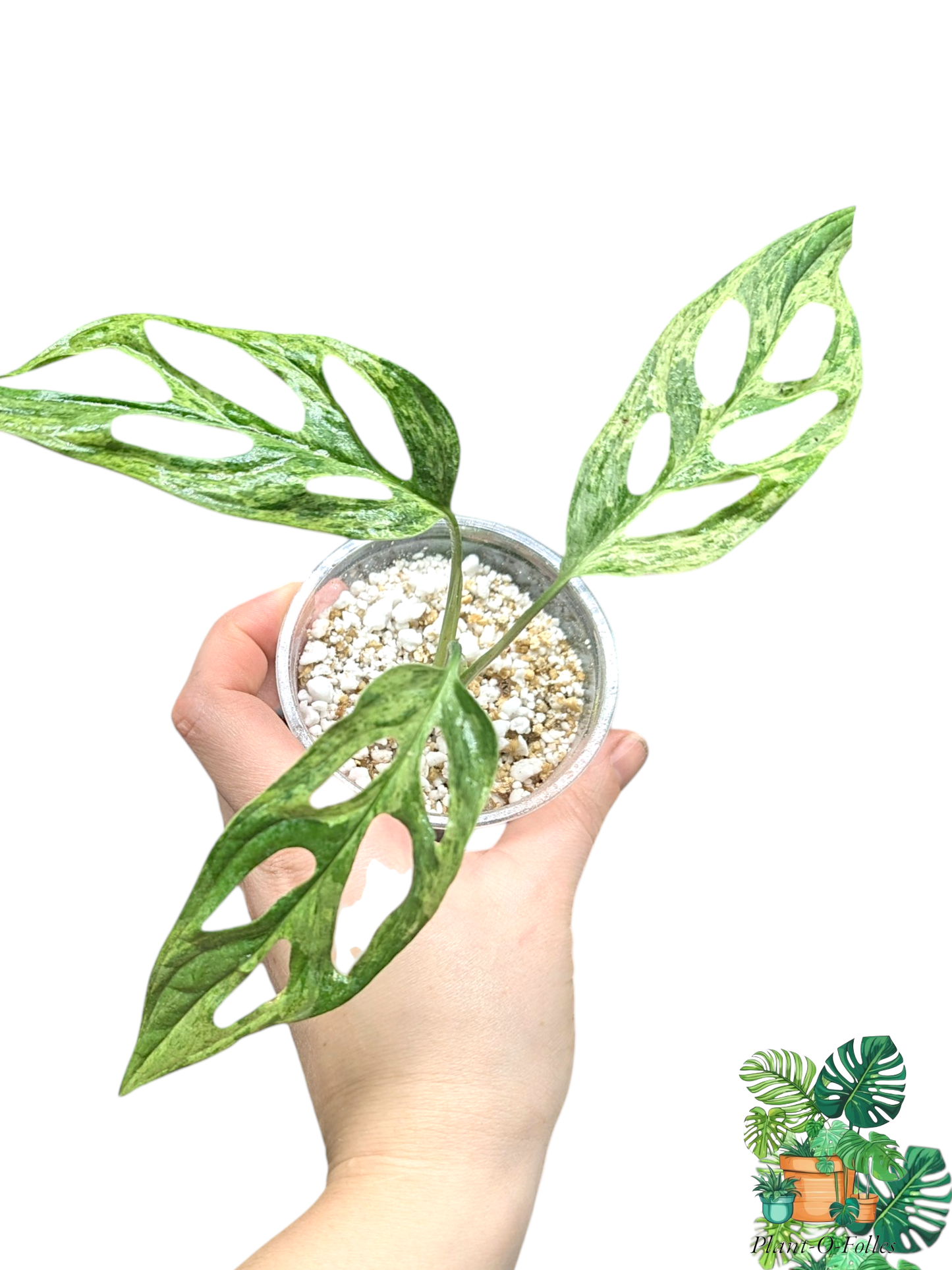 Monstera Indo Mint - Plant - O - Folles