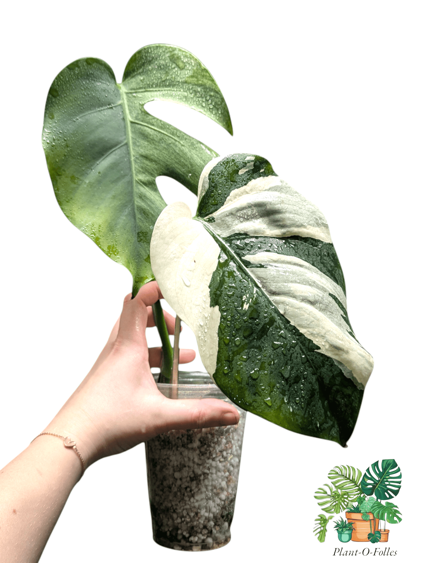 Monstera ‘Jungle Mint’ - nuances vert menthe - Plant - O - Folles