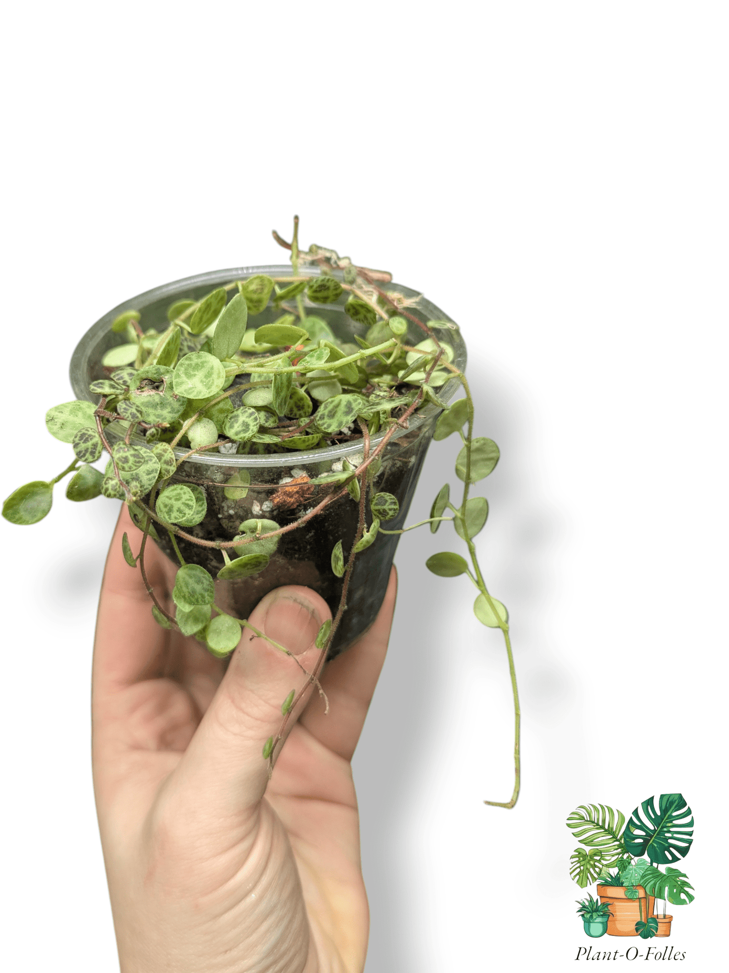 Peperomia prostrata ‘Chaînes de tortue’ – Variété tropicale décorative - Plant - O - Folles
