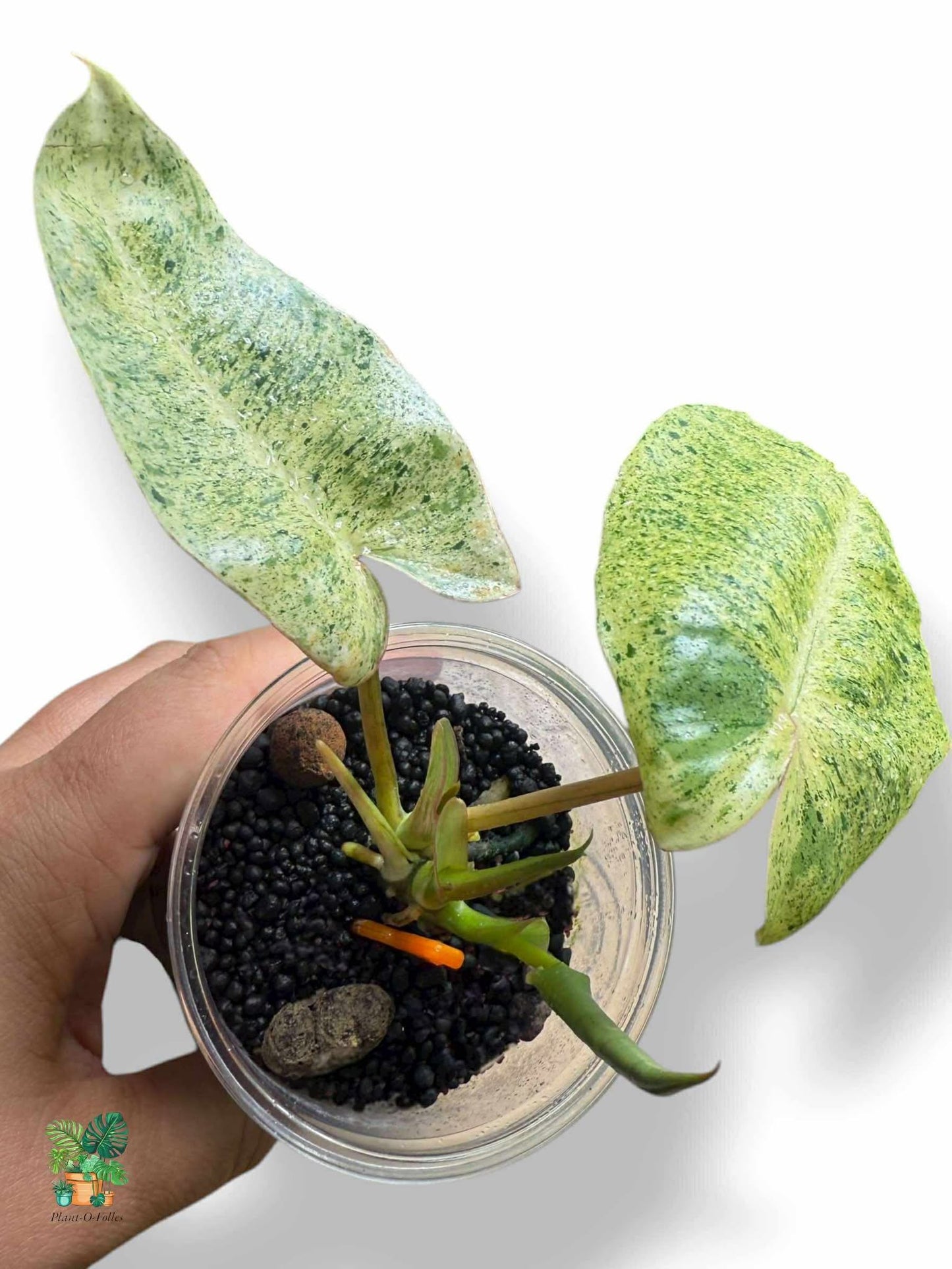 Philodendron Burl Marx Mint, Rare Variegated Aroid, Tropical Indoor Plant, Arrow Leaf Houseplant for Collectors - Plant - O - Folles
