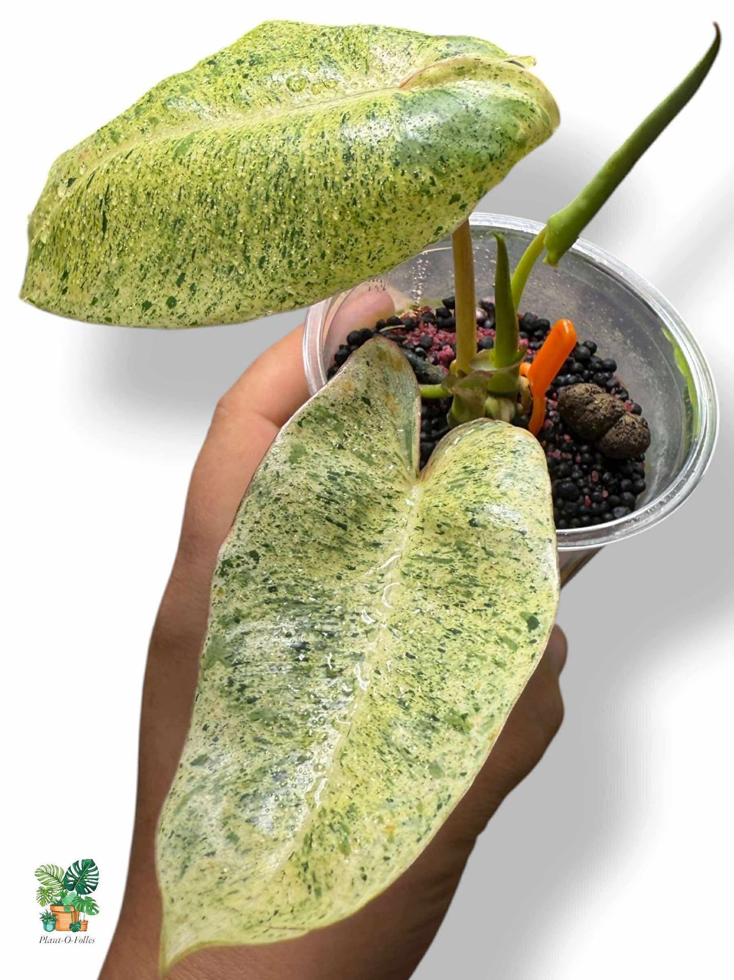 Philodendron Burl Marx Mint, Rare Variegated Aroid, Tropical Indoor Plant, Arrow Leaf Houseplant for Collectors - Plant - O - Folles
