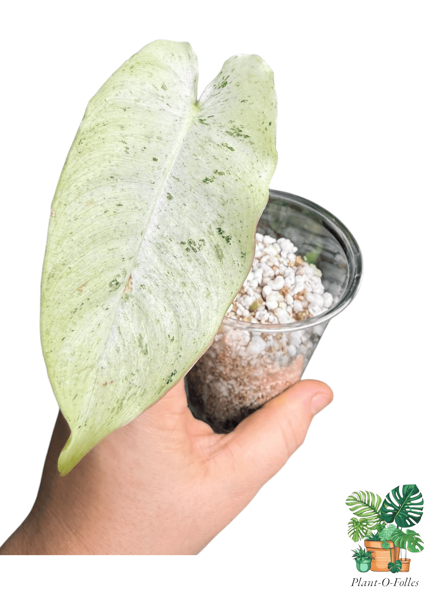 Philodendron Burl Marx Snow White - Plant - O - Folles