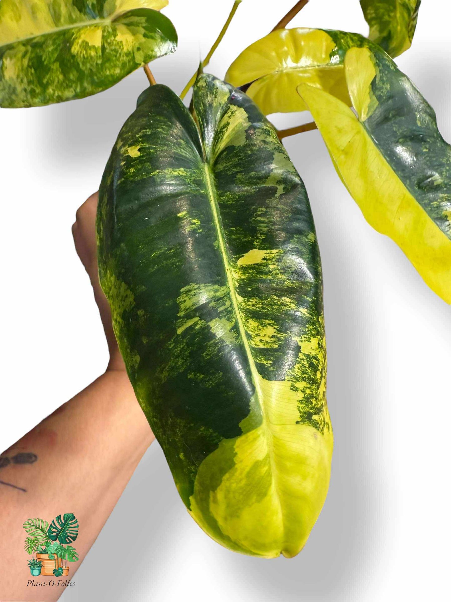 Philodendron burl marx variegata, Rare Variegated Aroid, Tropical Indoor Plant, Arrow Leaf Houseplant for Collectors - Plant - O - Folles