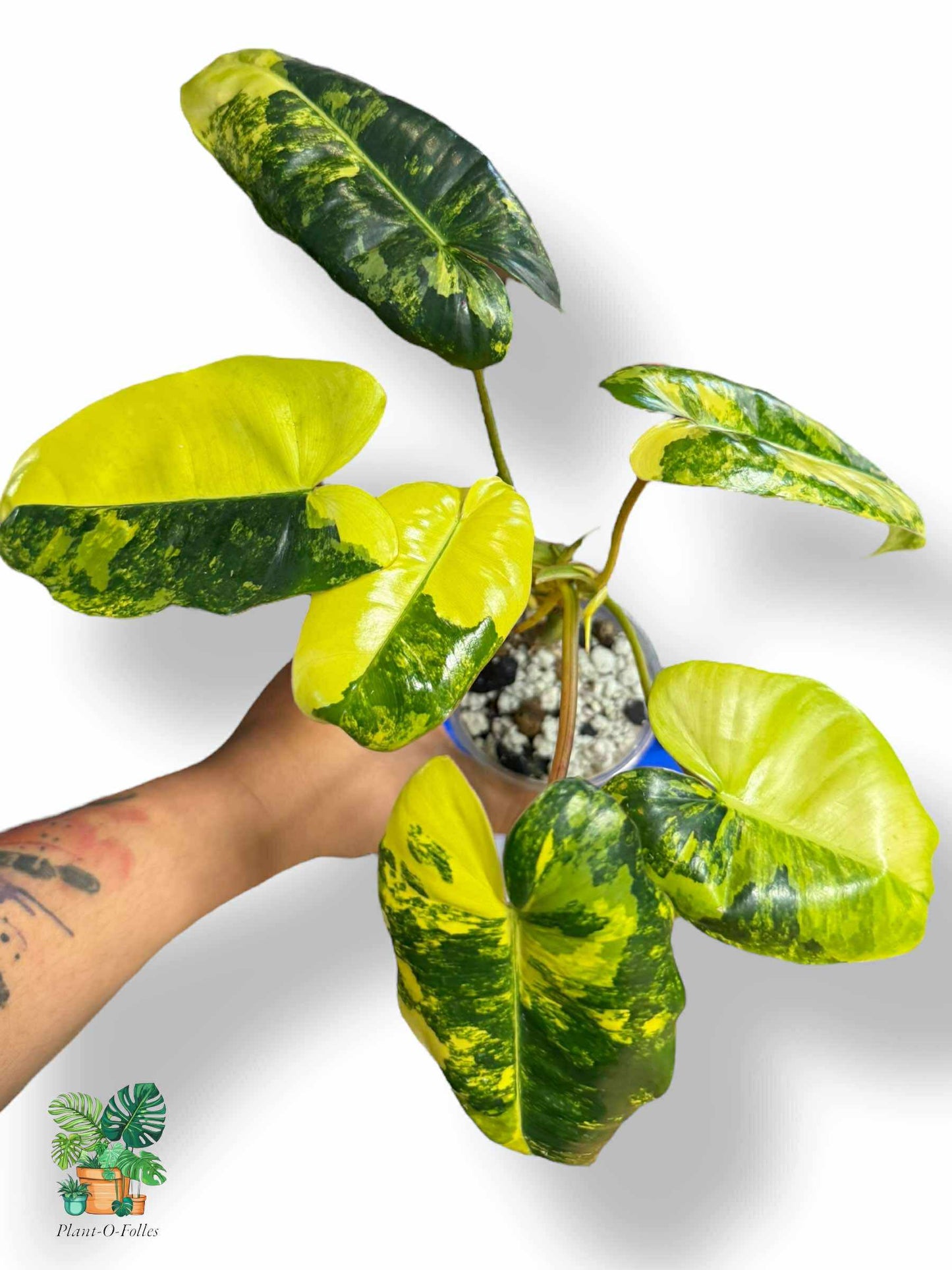 Philodendron burl marx variegata, Rare Variegated Aroid, Tropical Indoor Plant, Arrow Leaf Houseplant for Collectors - Plant - O - Folles