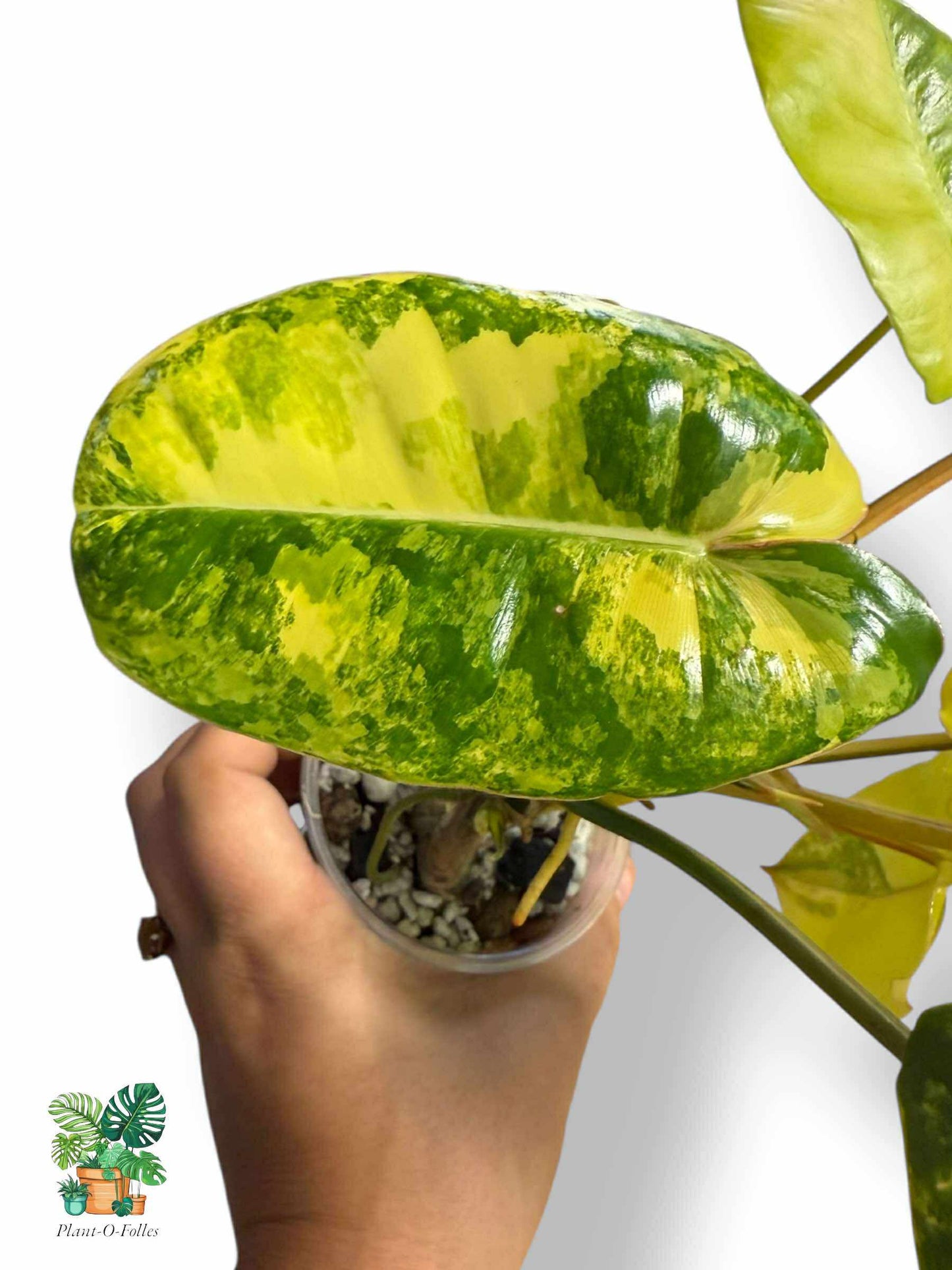 Philodendron burl marx variegata, Rare Variegated Aroid, Tropical Indoor Plant, Arrow Leaf Houseplant for Collectors - Plant - O - Folles