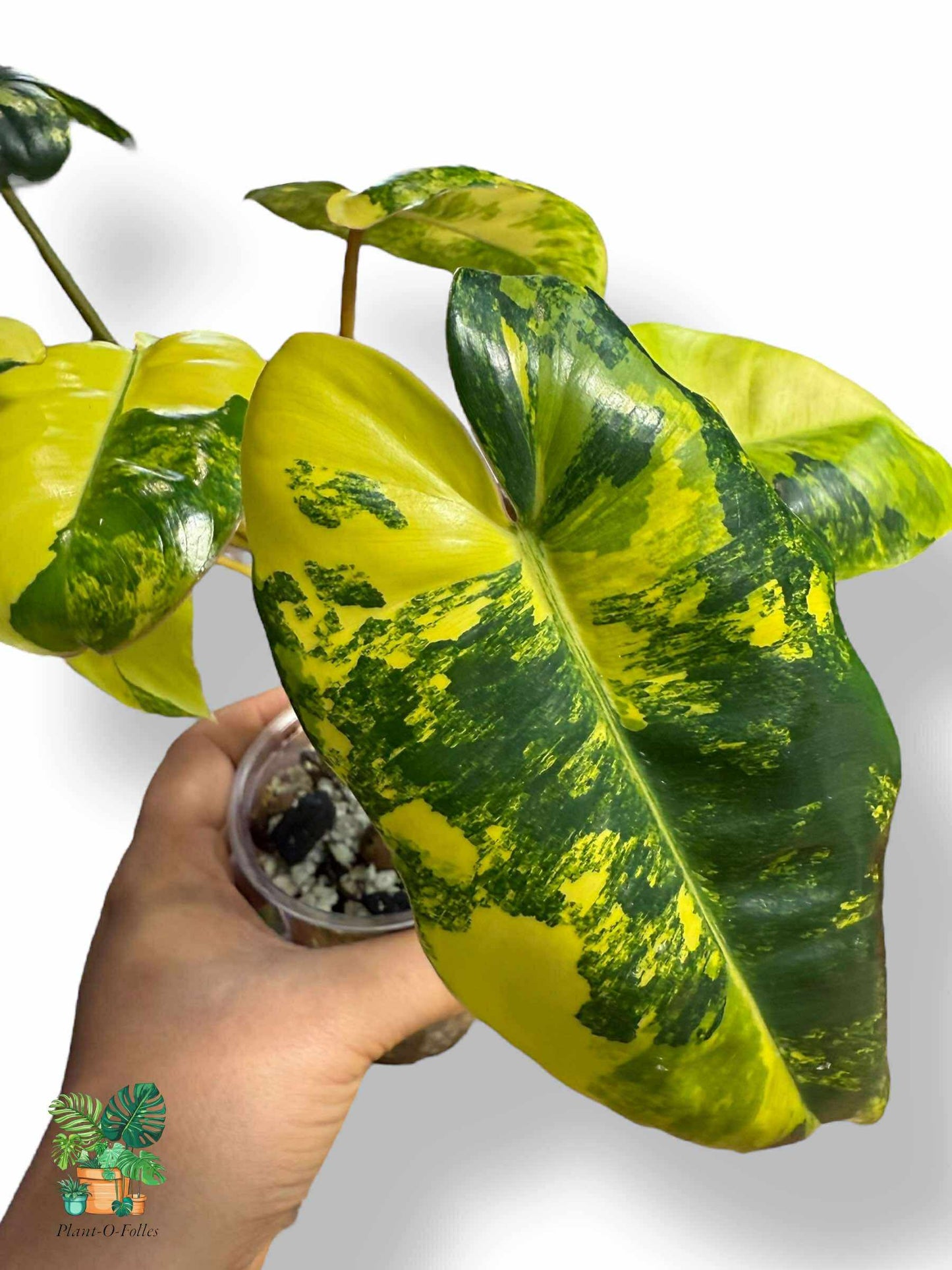 Philodendron burl marx variegata, Rare Variegated Aroid, Tropical Indoor Plant, Arrow Leaf Houseplant for Collectors - Plant - O - Folles