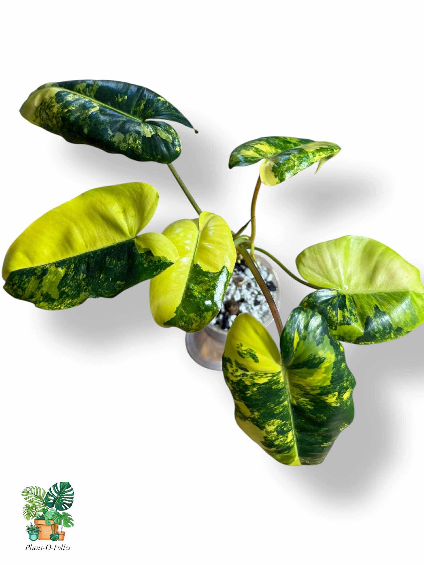Philodendron burl marx variegata, Rare Variegated Aroid, Tropical Indoor Plant, Arrow Leaf Houseplant for Collectors - Plant - O - Folles