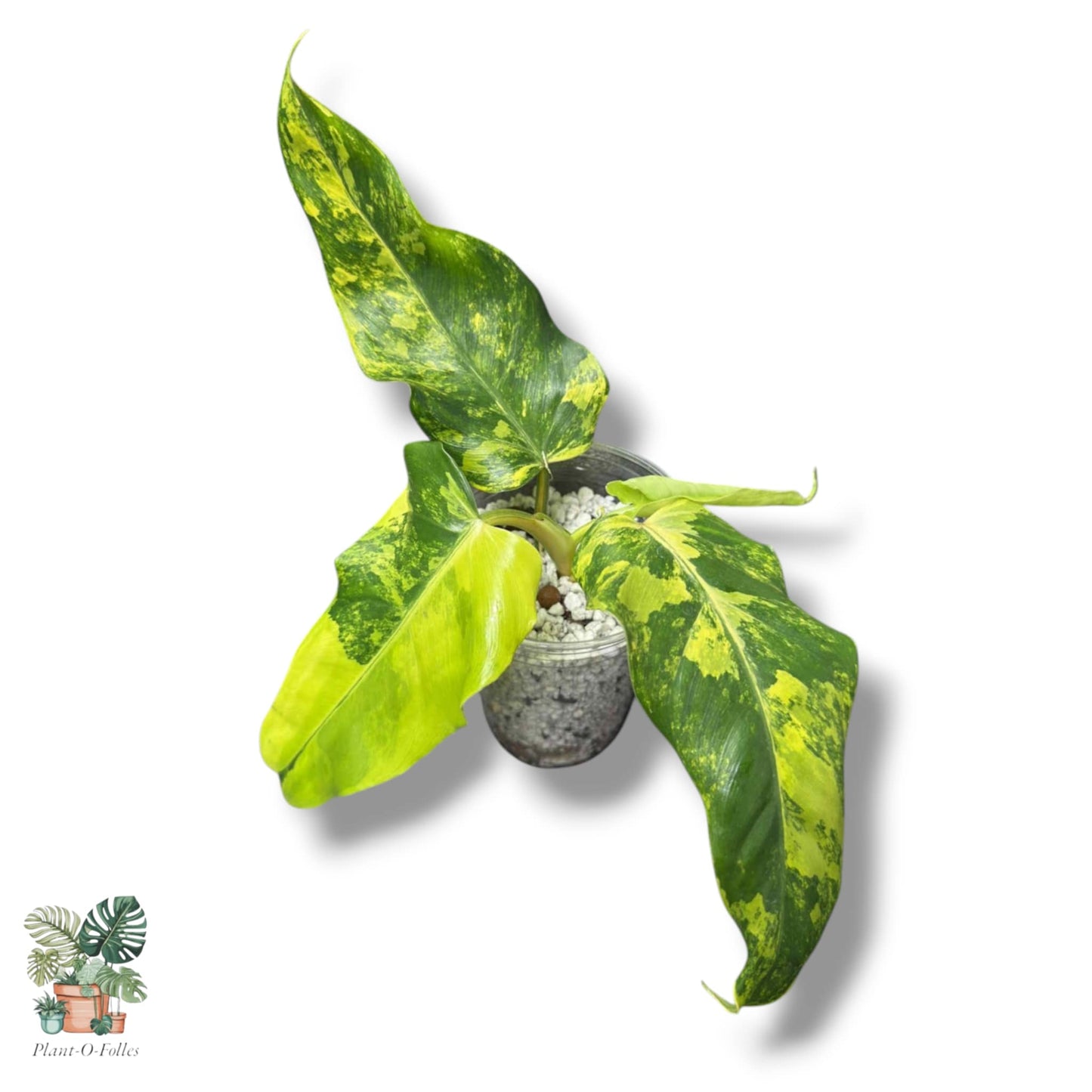 Philodendron domesticum variagata - Plant - O - Folles