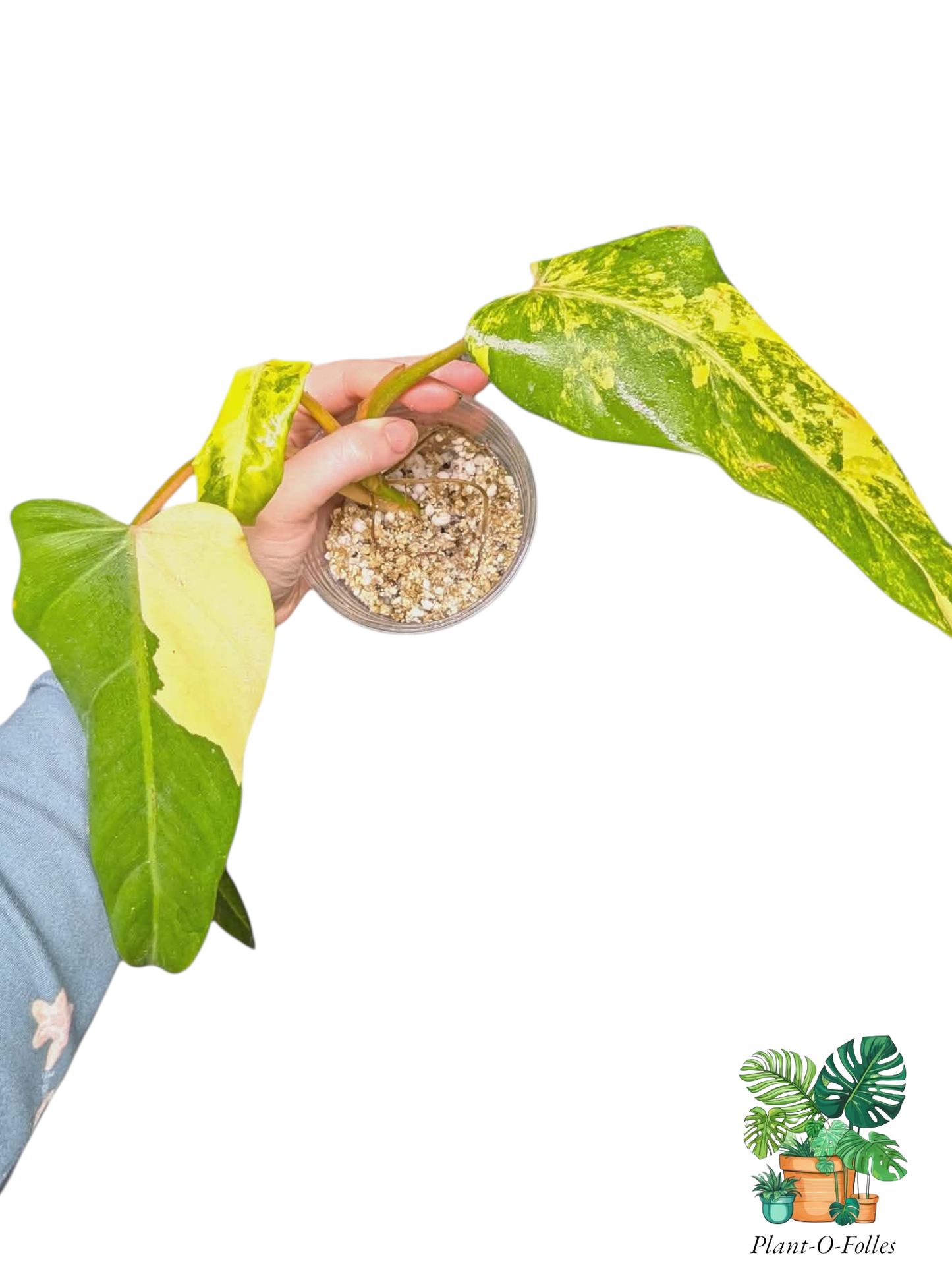 Philodendron domesticum variagata - feuillage élancé et panachure contrastée - Plant - O - Folles